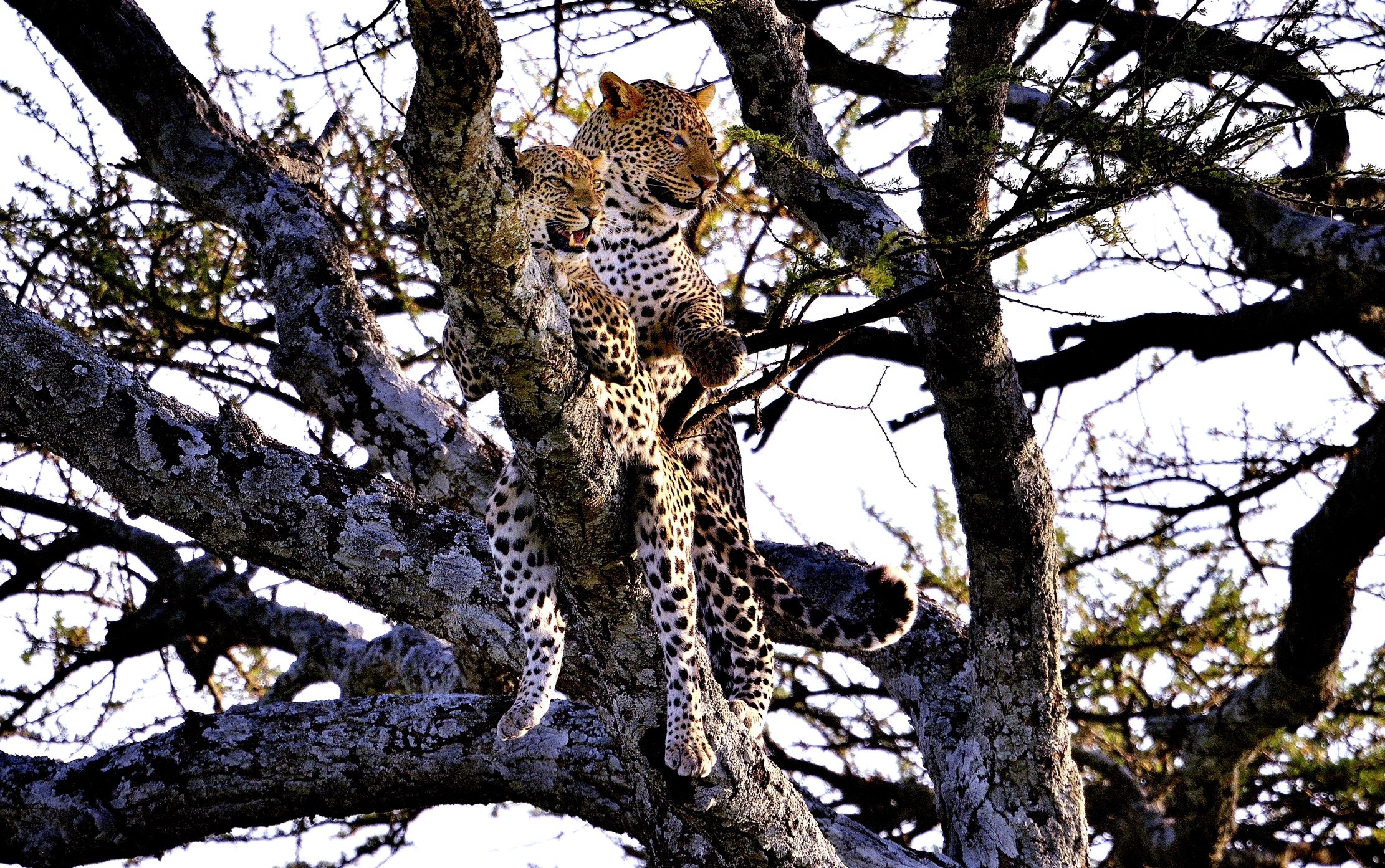 Serengeti - leopardo