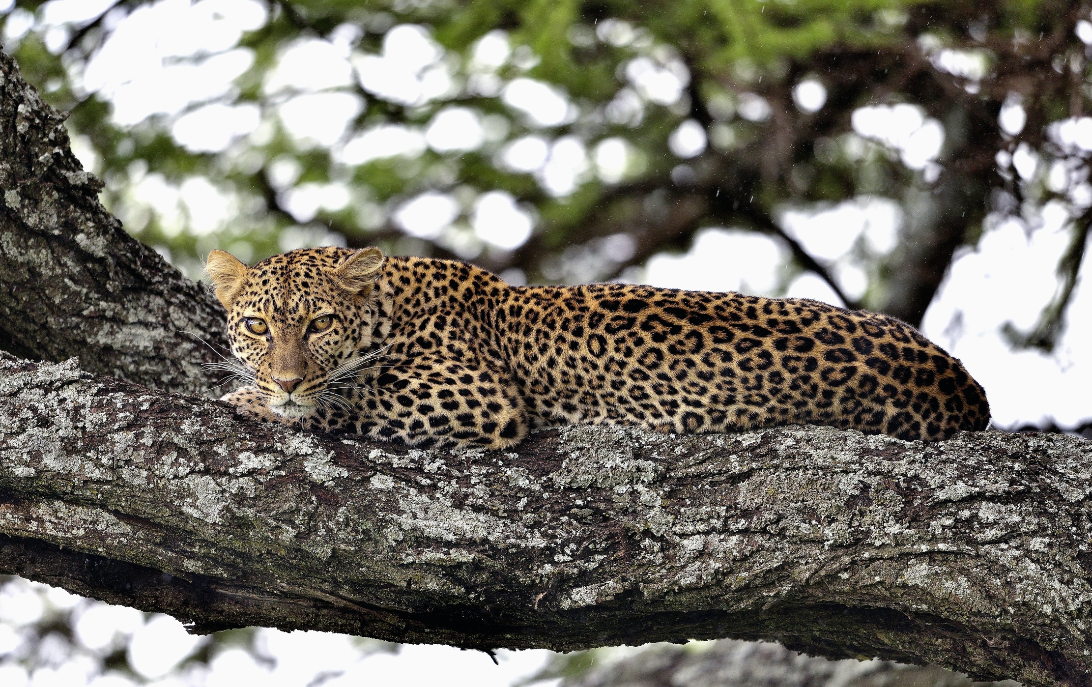 Ngorongoro Conservation Area - leopardo