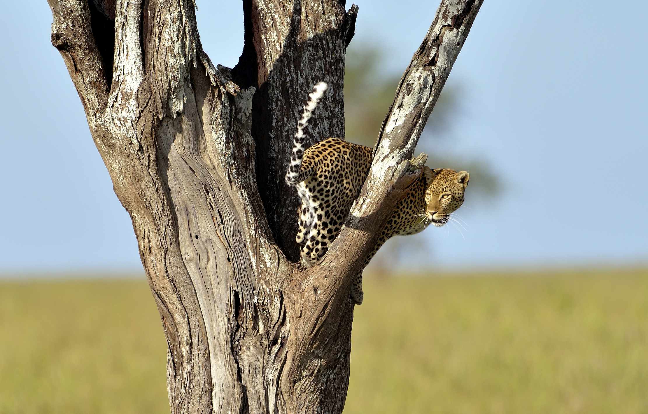 Serengeti - leopardo