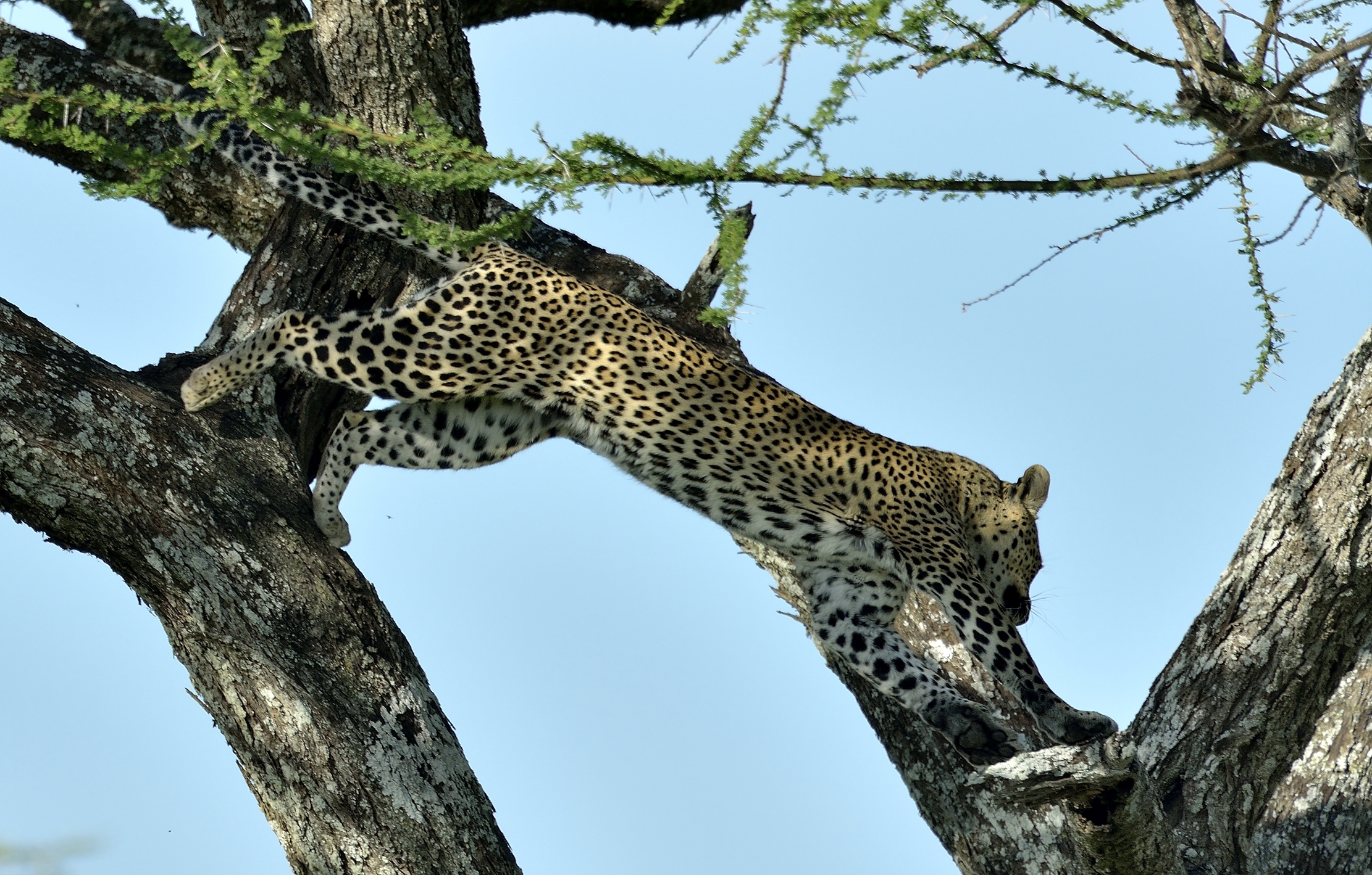 Serengeti - leopardo