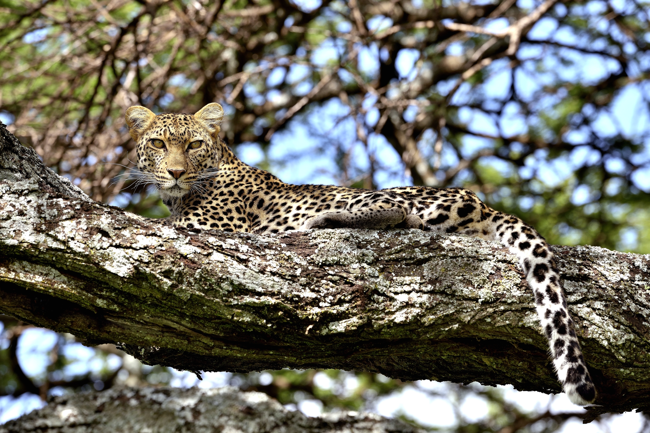 Ngorongoro Conservation Area - leopardo