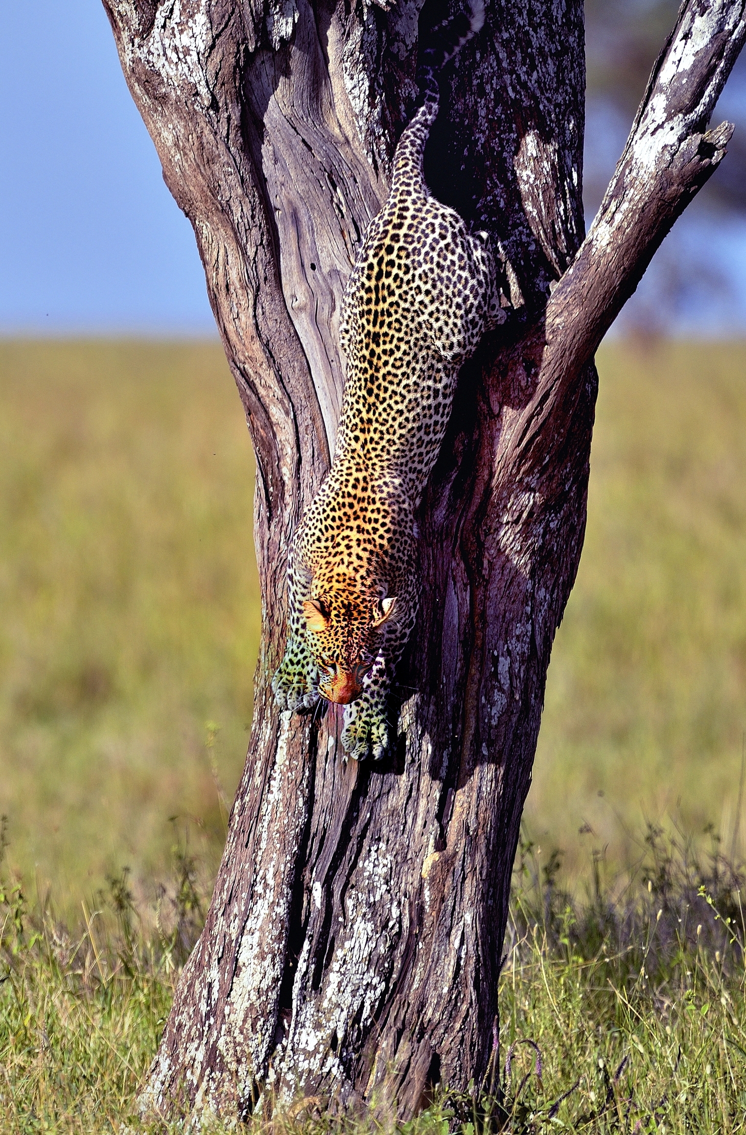 Serengeti - leopardo