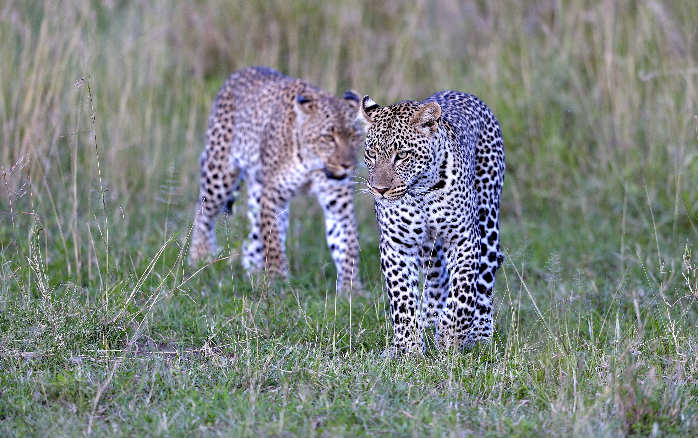 Serengeti - leopardi