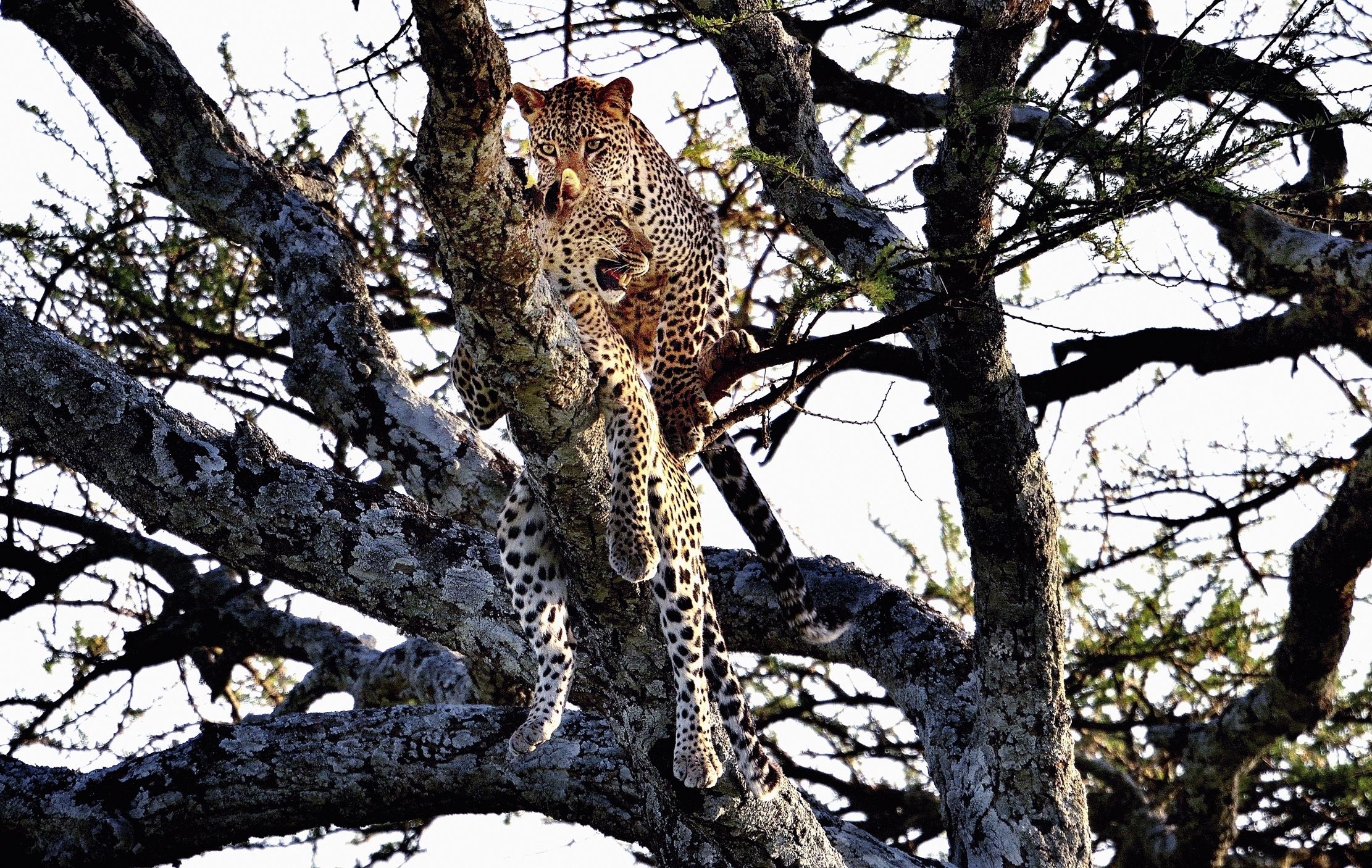 Serengeti - leopardi