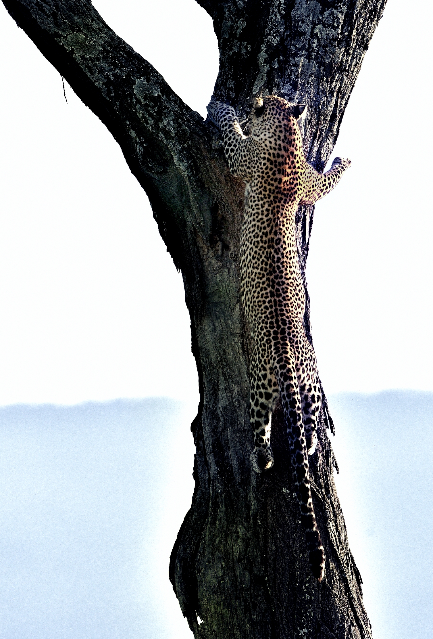 Serengeti - leopardo