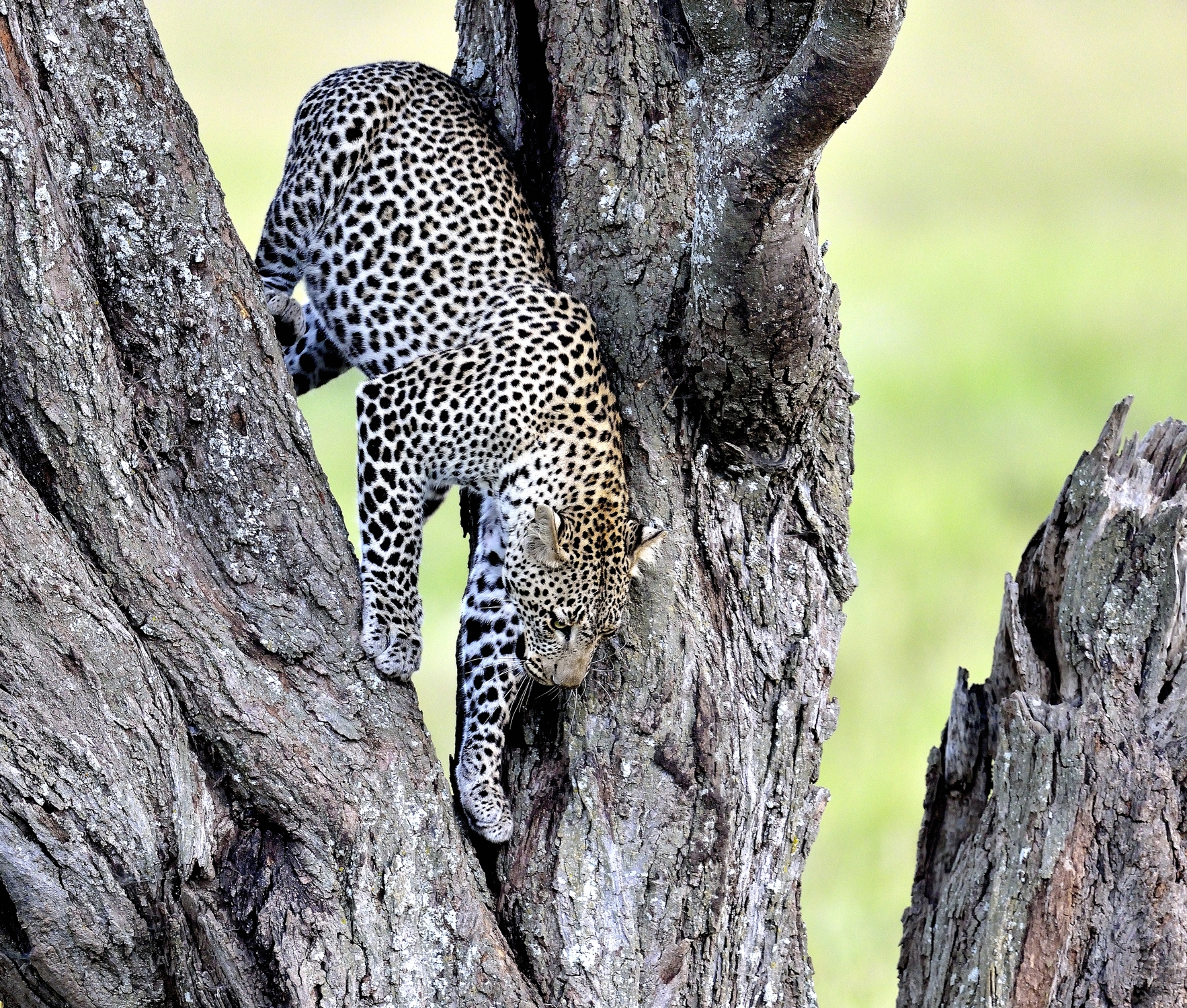 Serengeti - leopard0