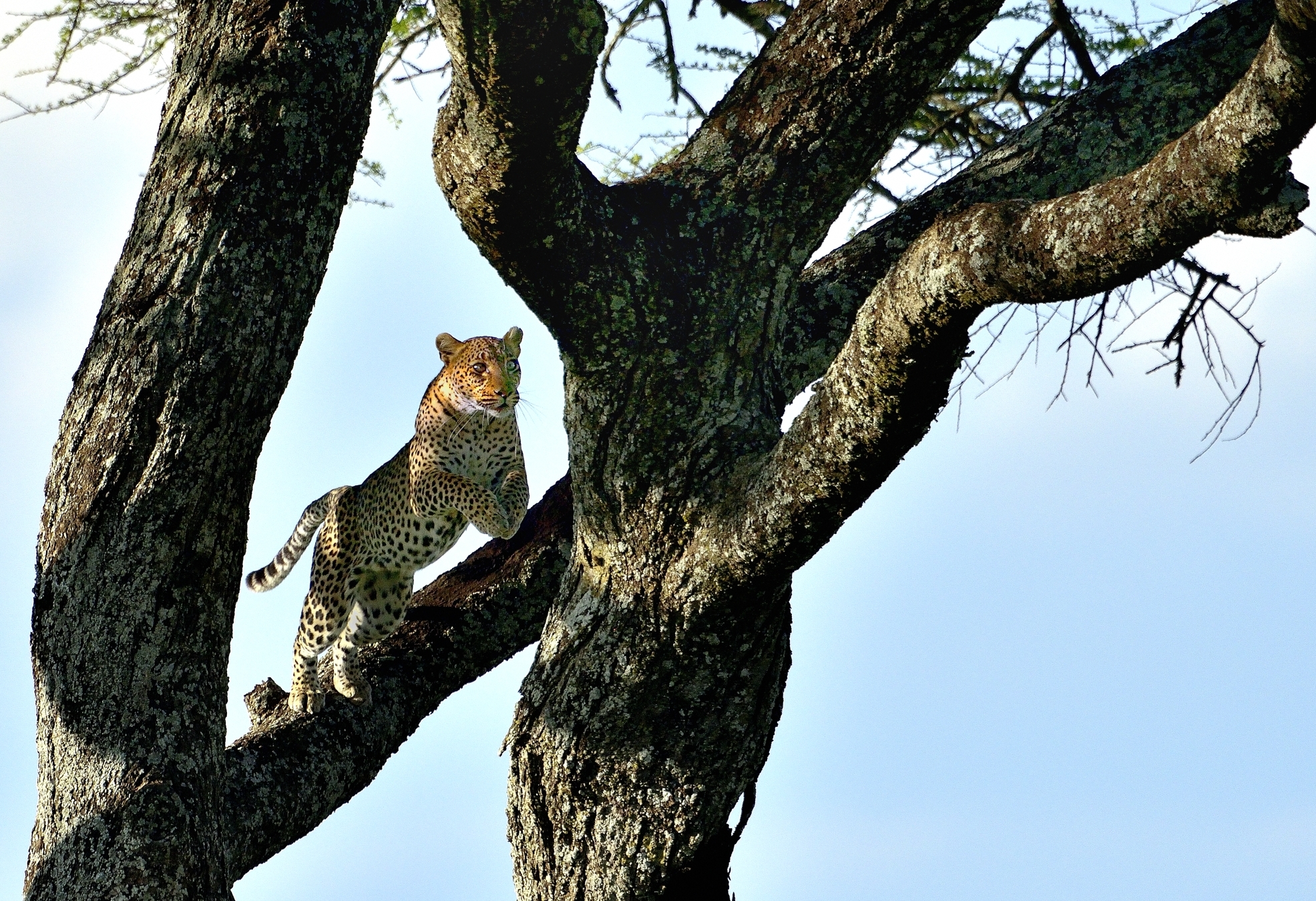 Serengeti - il balzo del leopardo