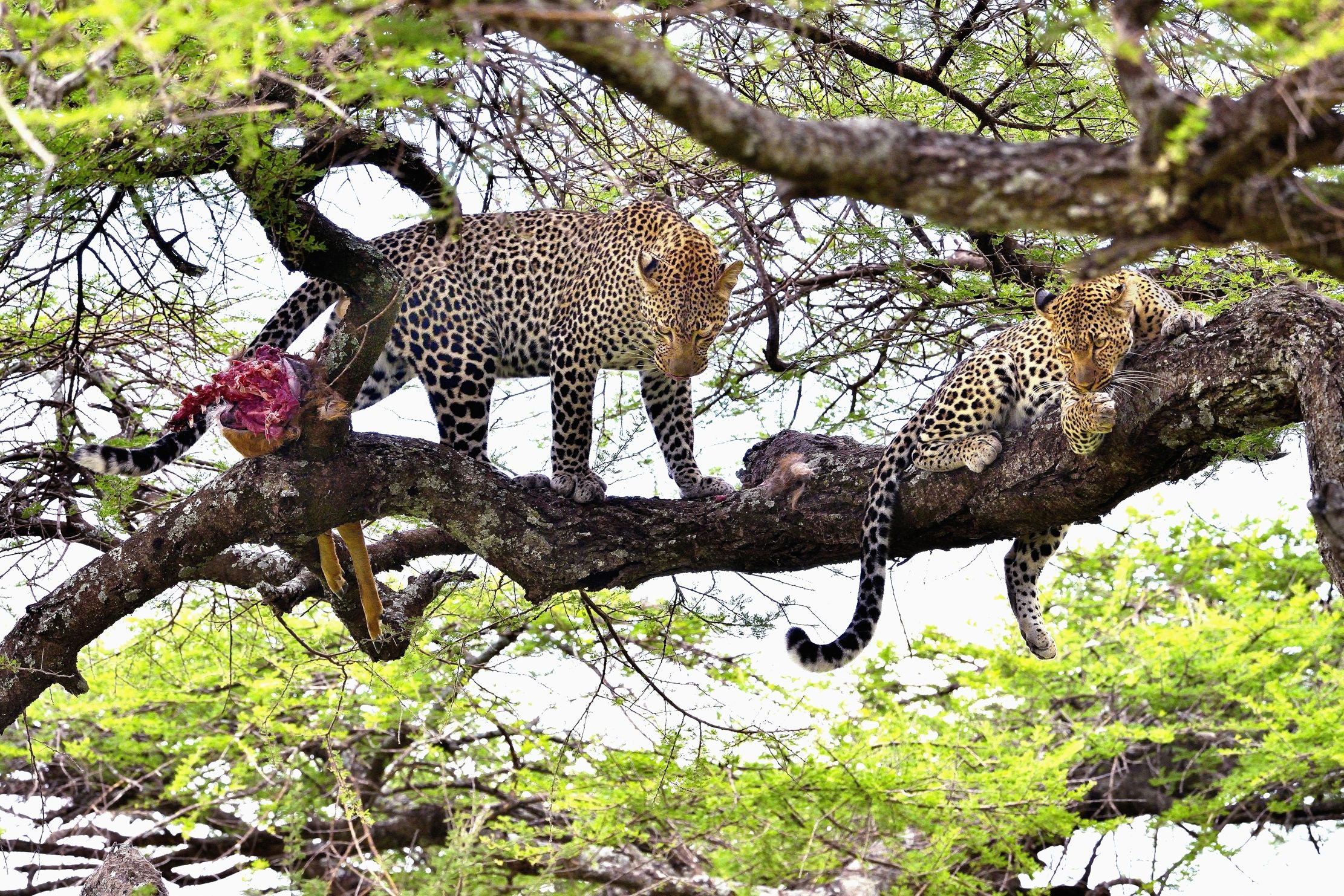 Serengeti - leopardi con preda