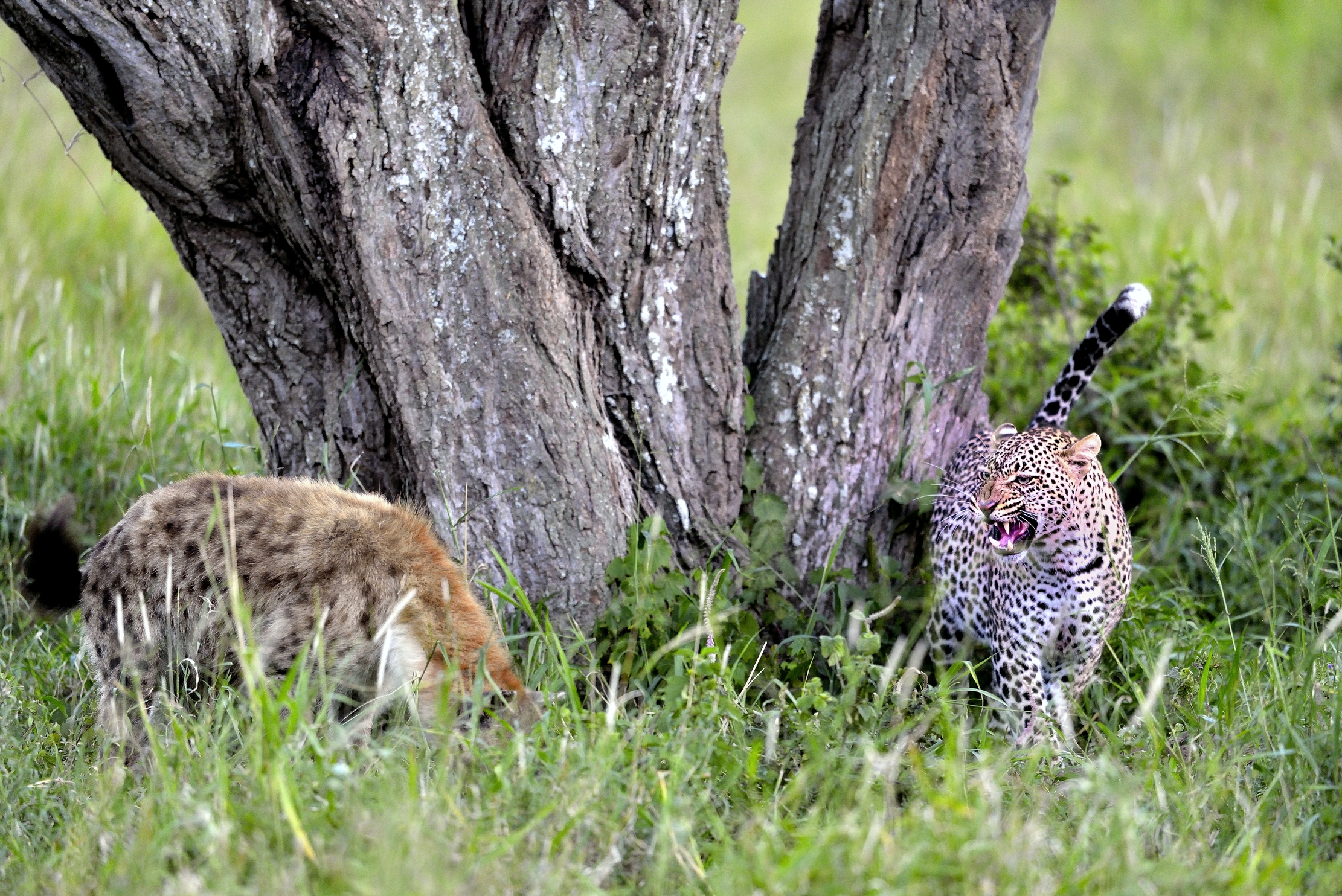 Serengeti - Leopardo versus iene