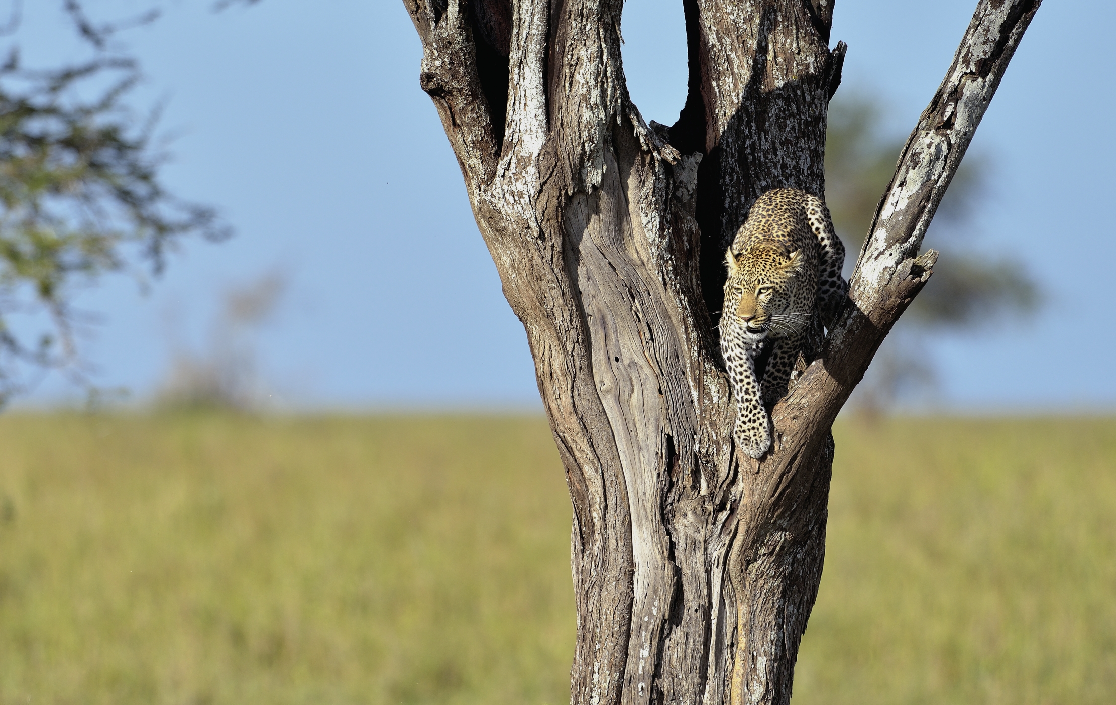Serengeti - Leopardo