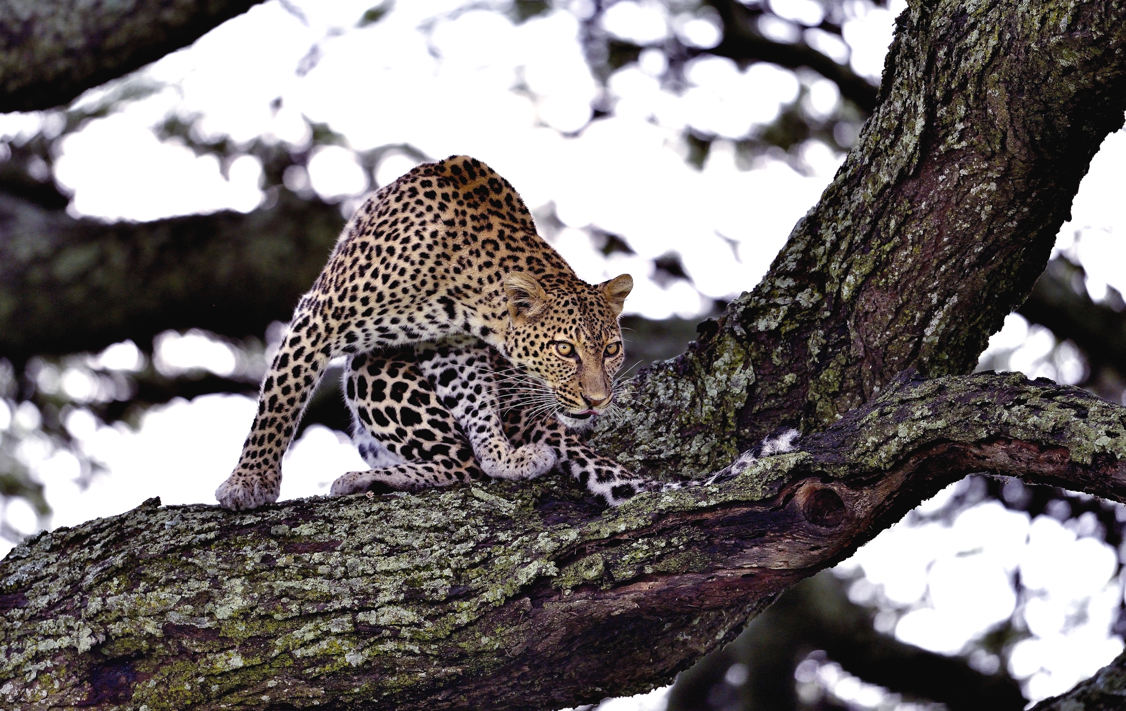 Serengeti - Leopardo