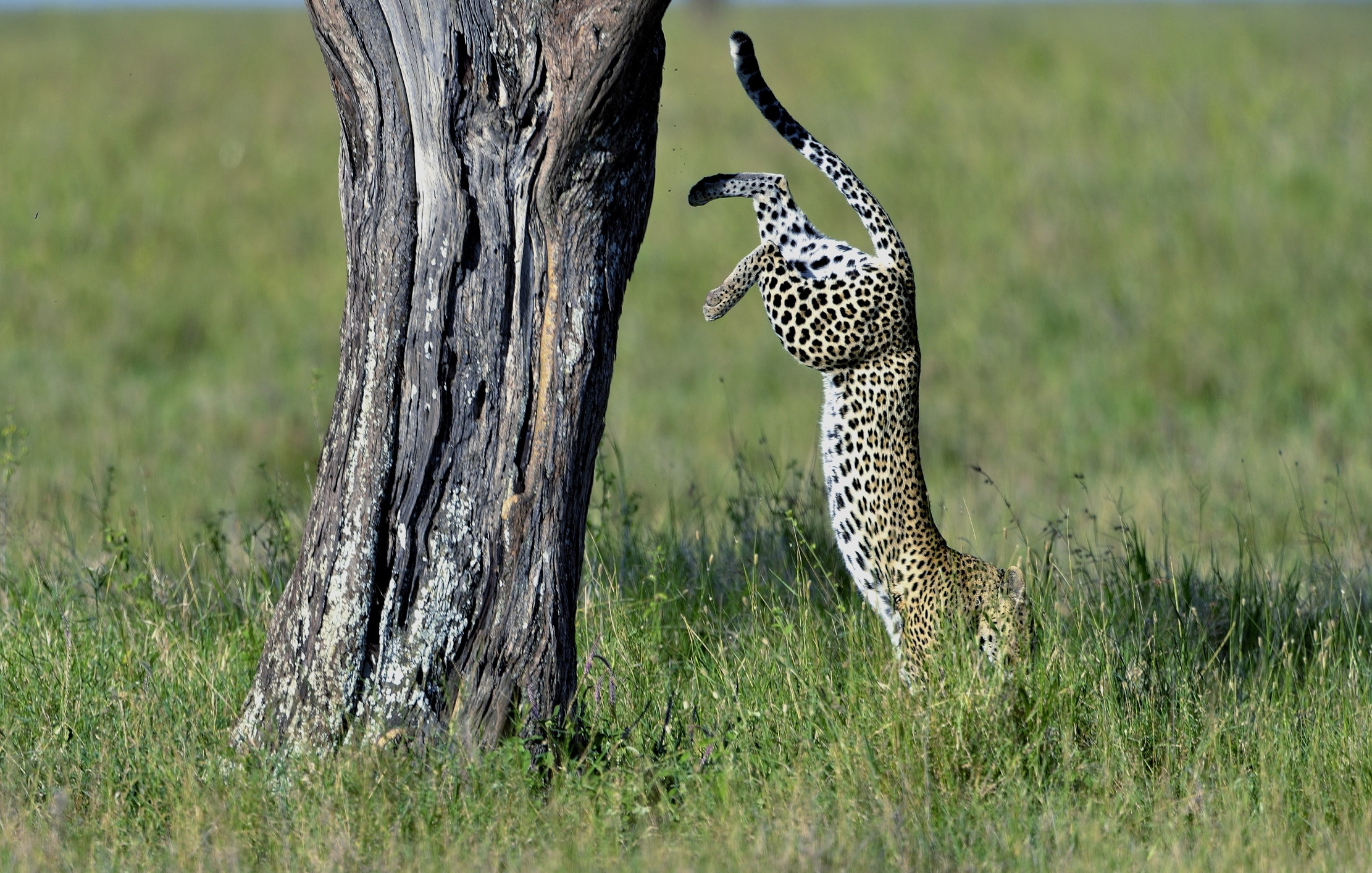 Serengeti - Leopardo