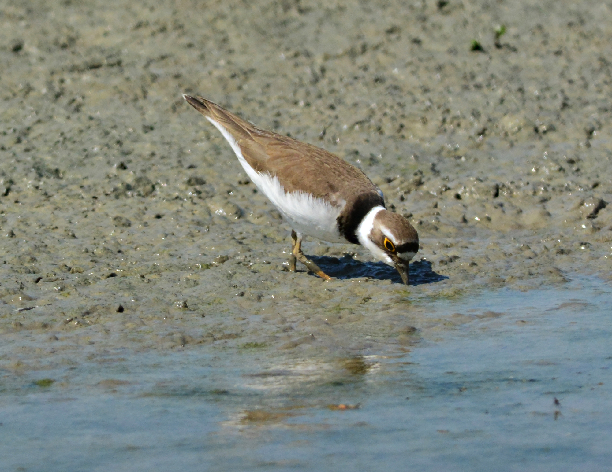 corrierino dei piccoli