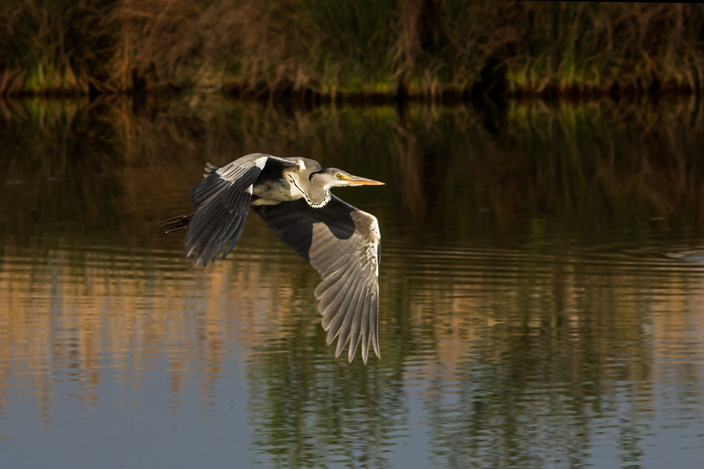 Heron in flight