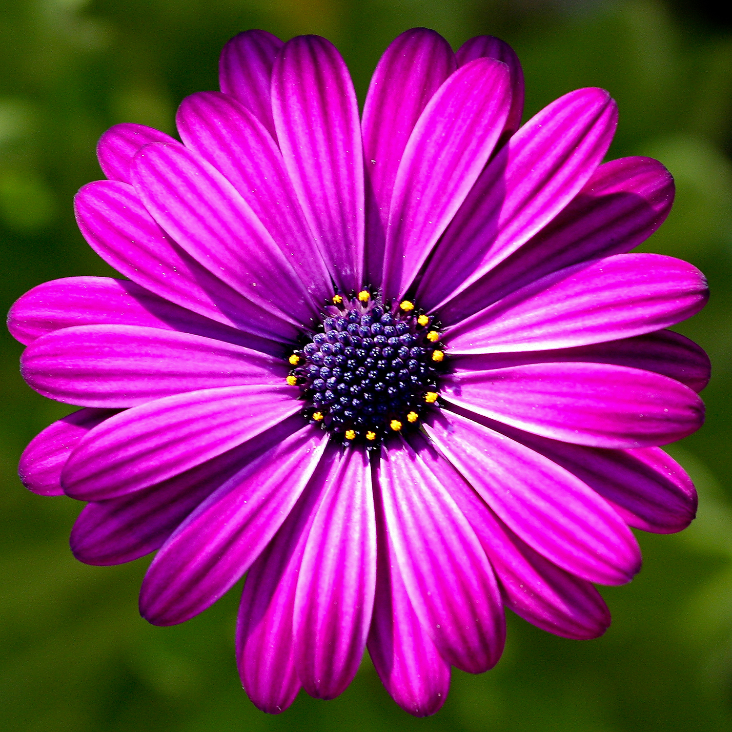 Colore viola