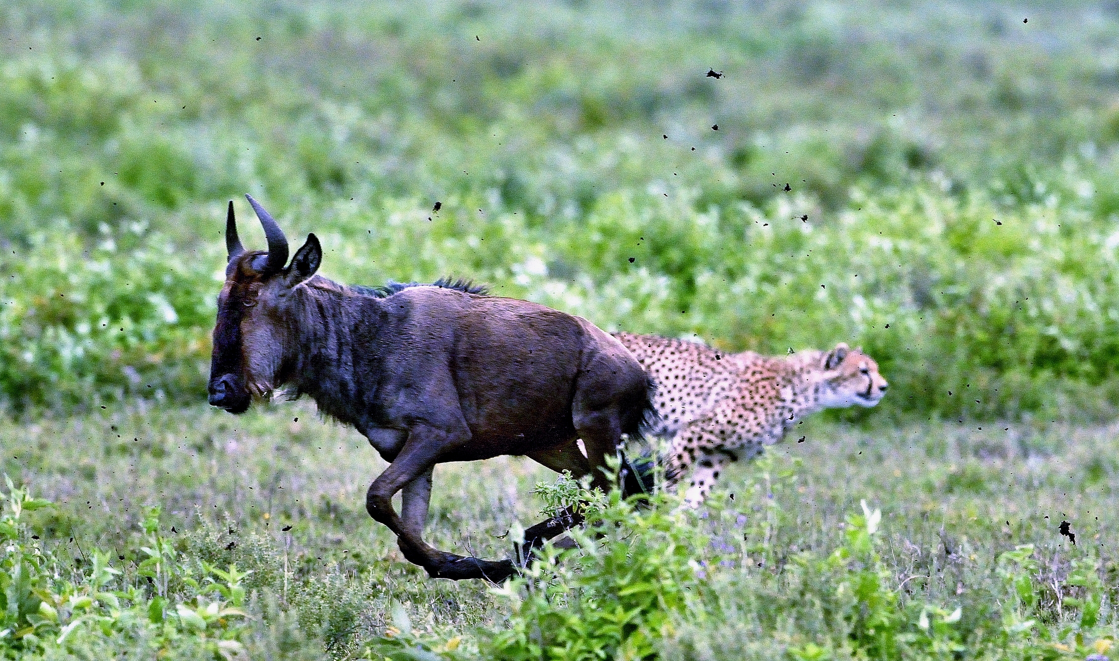 Ngorongoro Cons. Area - Ghepardi scene di caccia