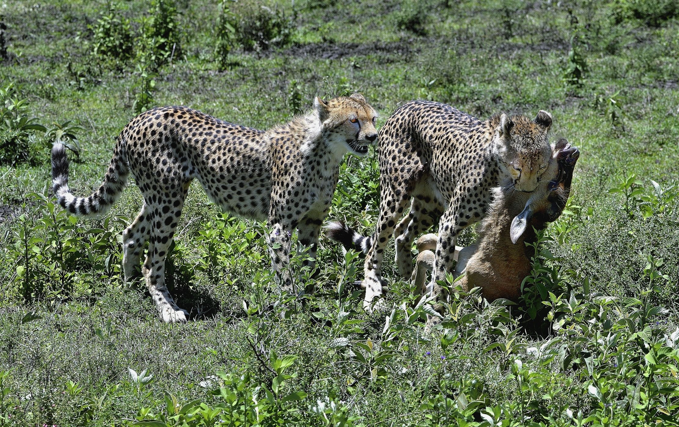 Ngorongoro Cons. Area - Ghepardi scene di caccia
