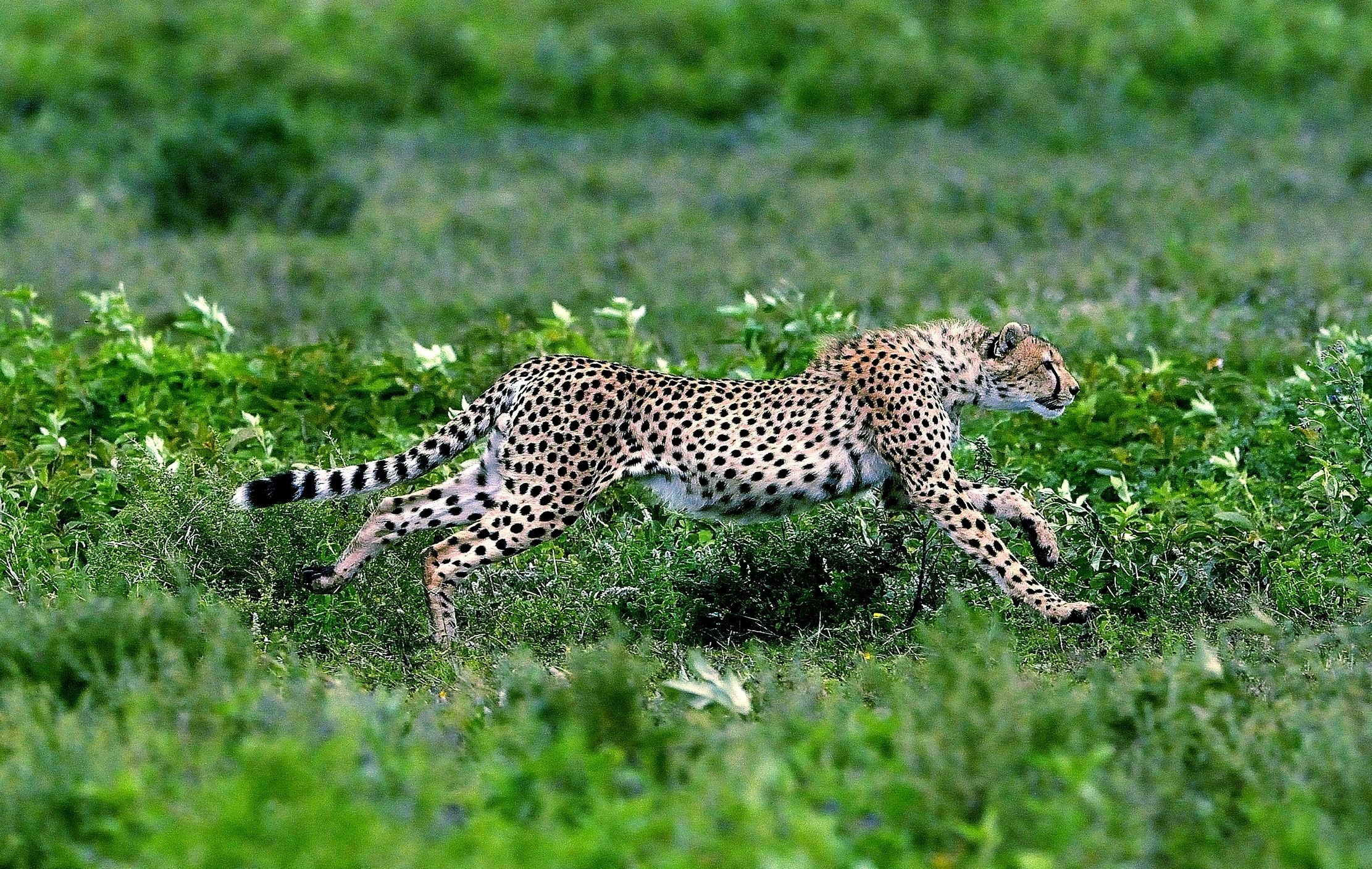 Ngorongoro Cons. Area - Ghepardo scene di caccia