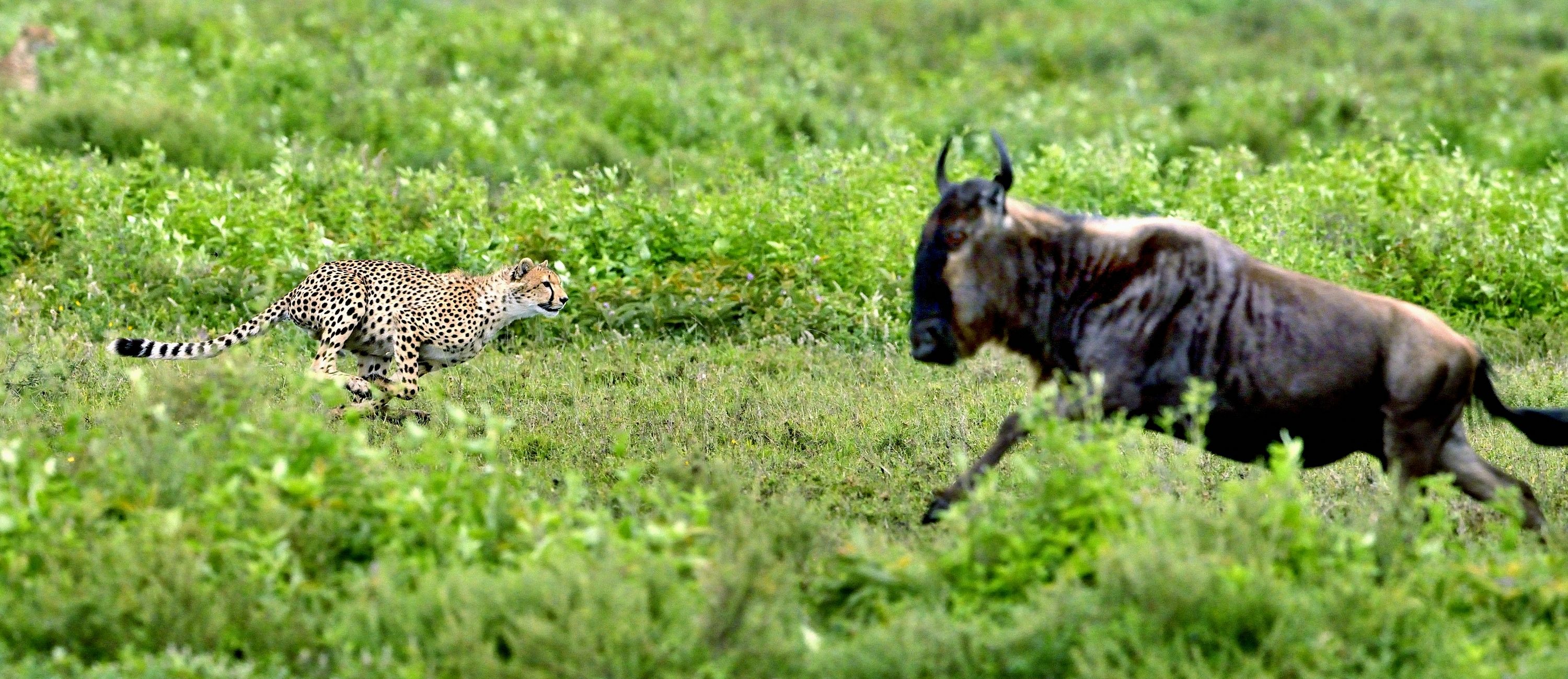 Ngorongoro Cons. Area - Ghepardo scene di caccia