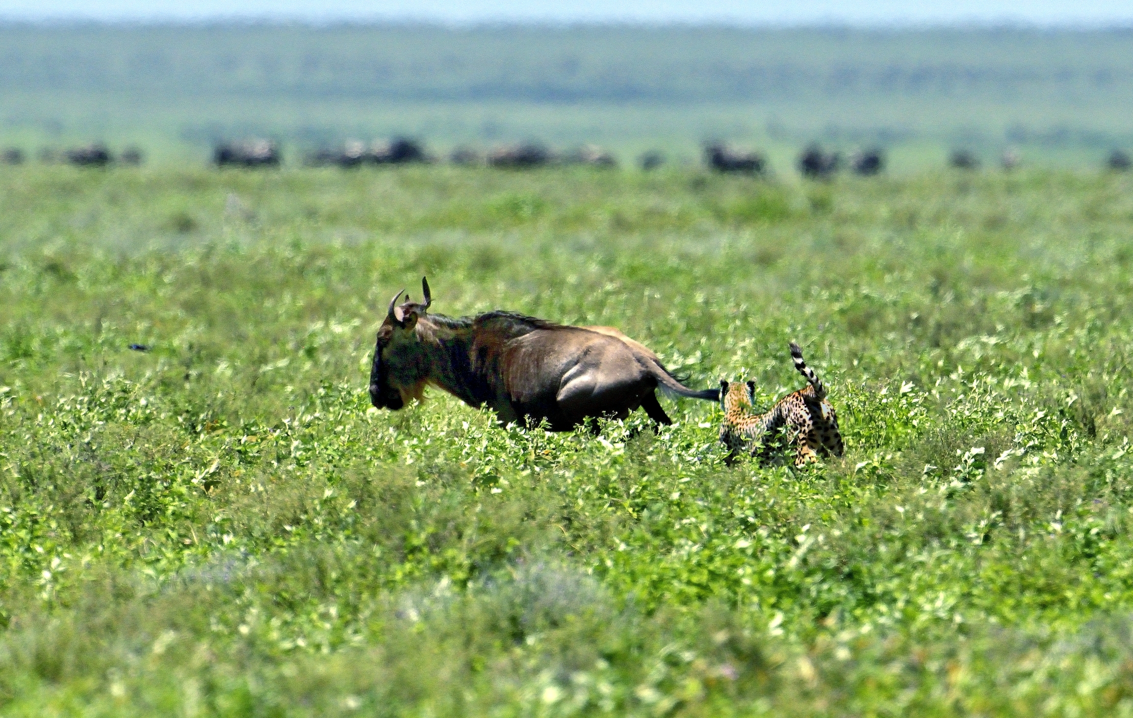 Ngorongoro Cons. Area - Ghepardo scene di caccia