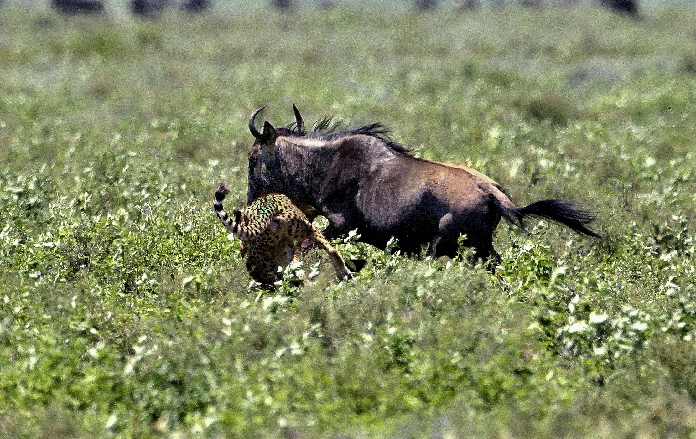 Ngorongoro Cons. Area - Ghepardo scene di caccia