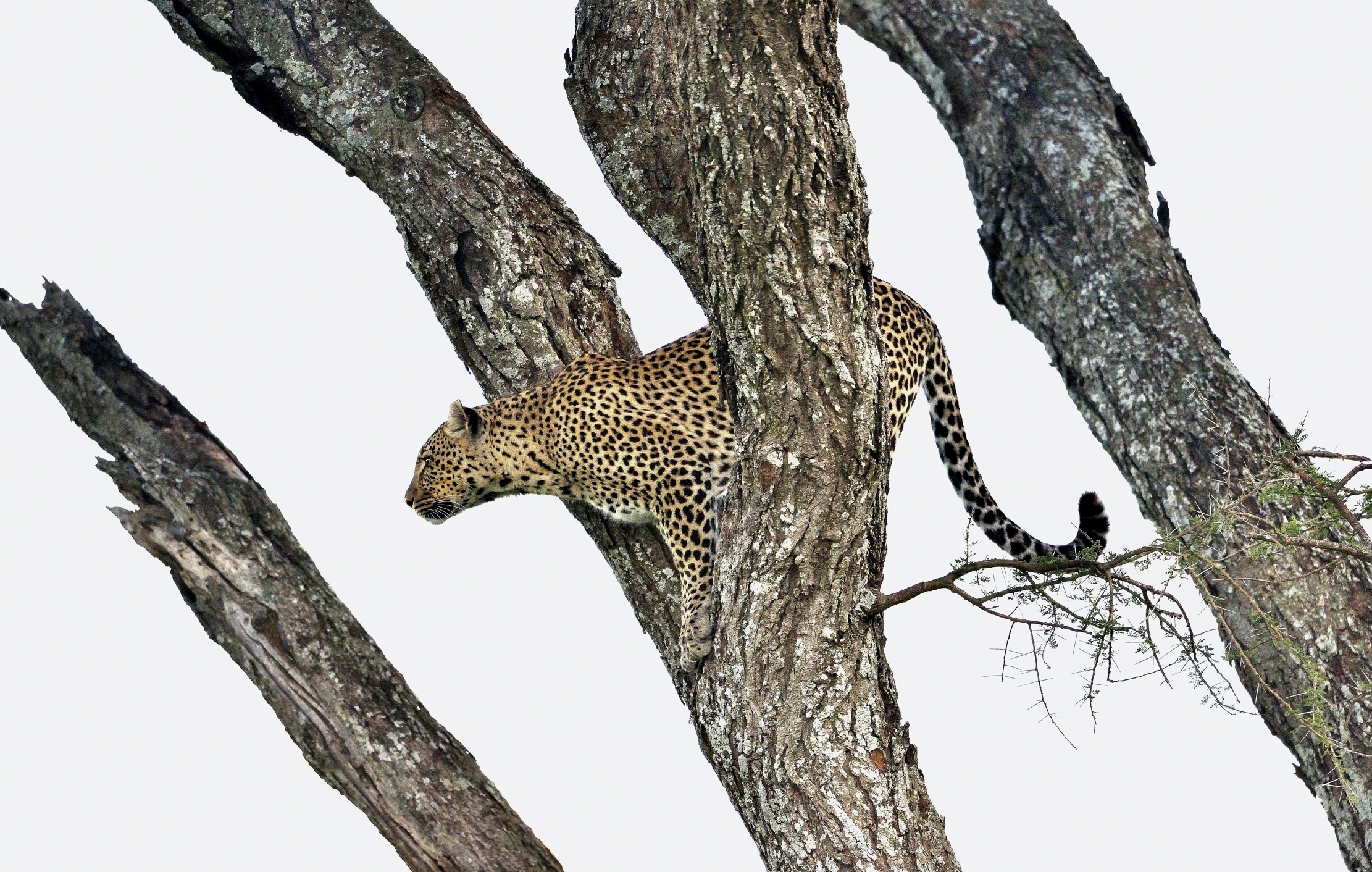 Serengeti - Leopardo