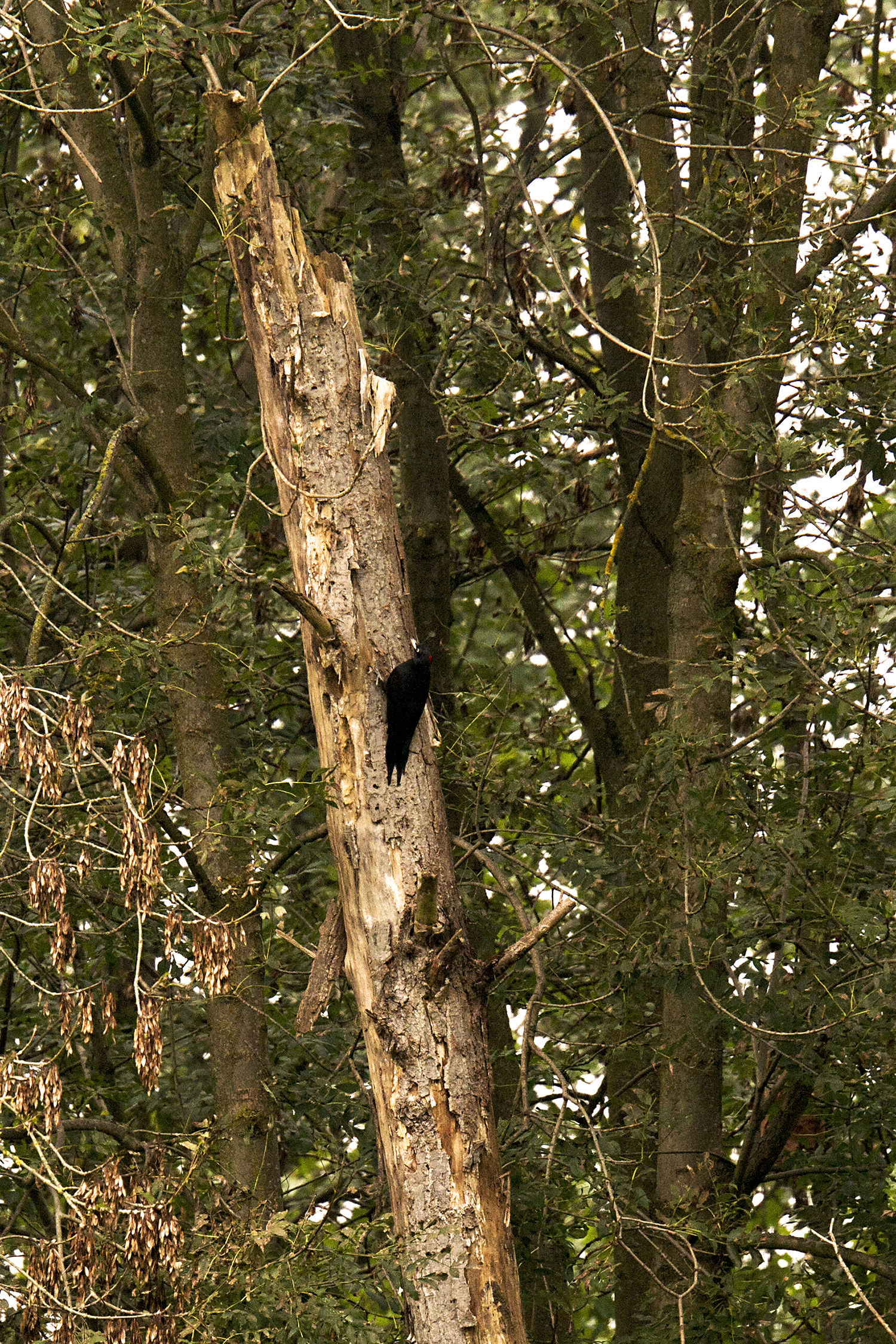 set in black Brabbia