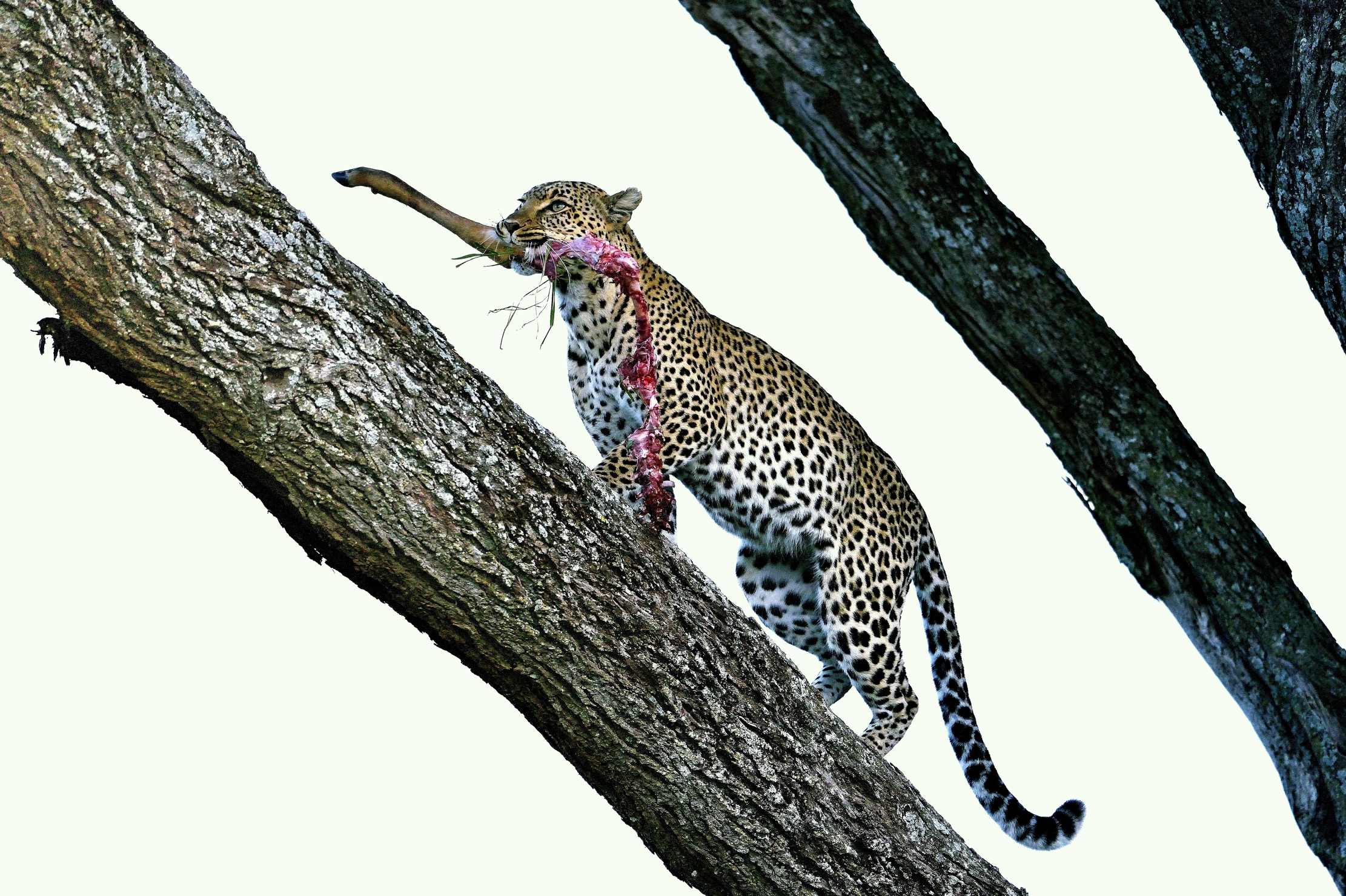 Serengeti - Leopardo con preda