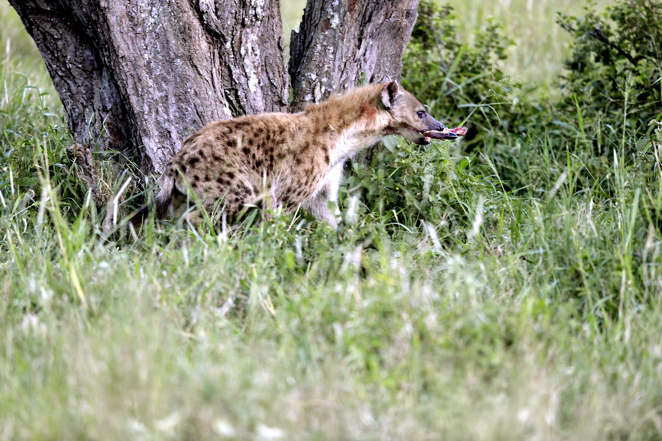 Serengeti - Iena con preda