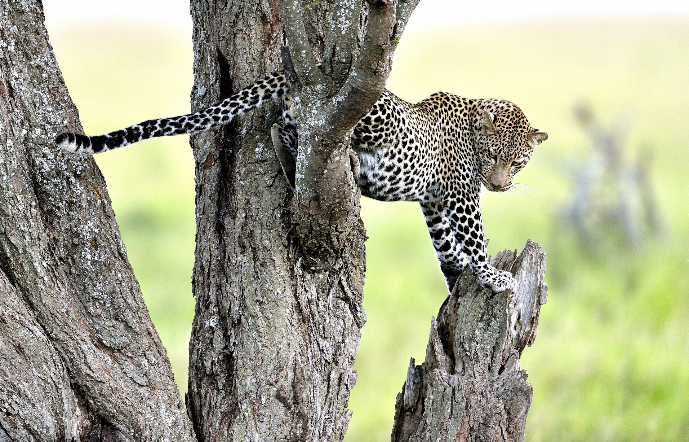 Serengeti - Leopardo