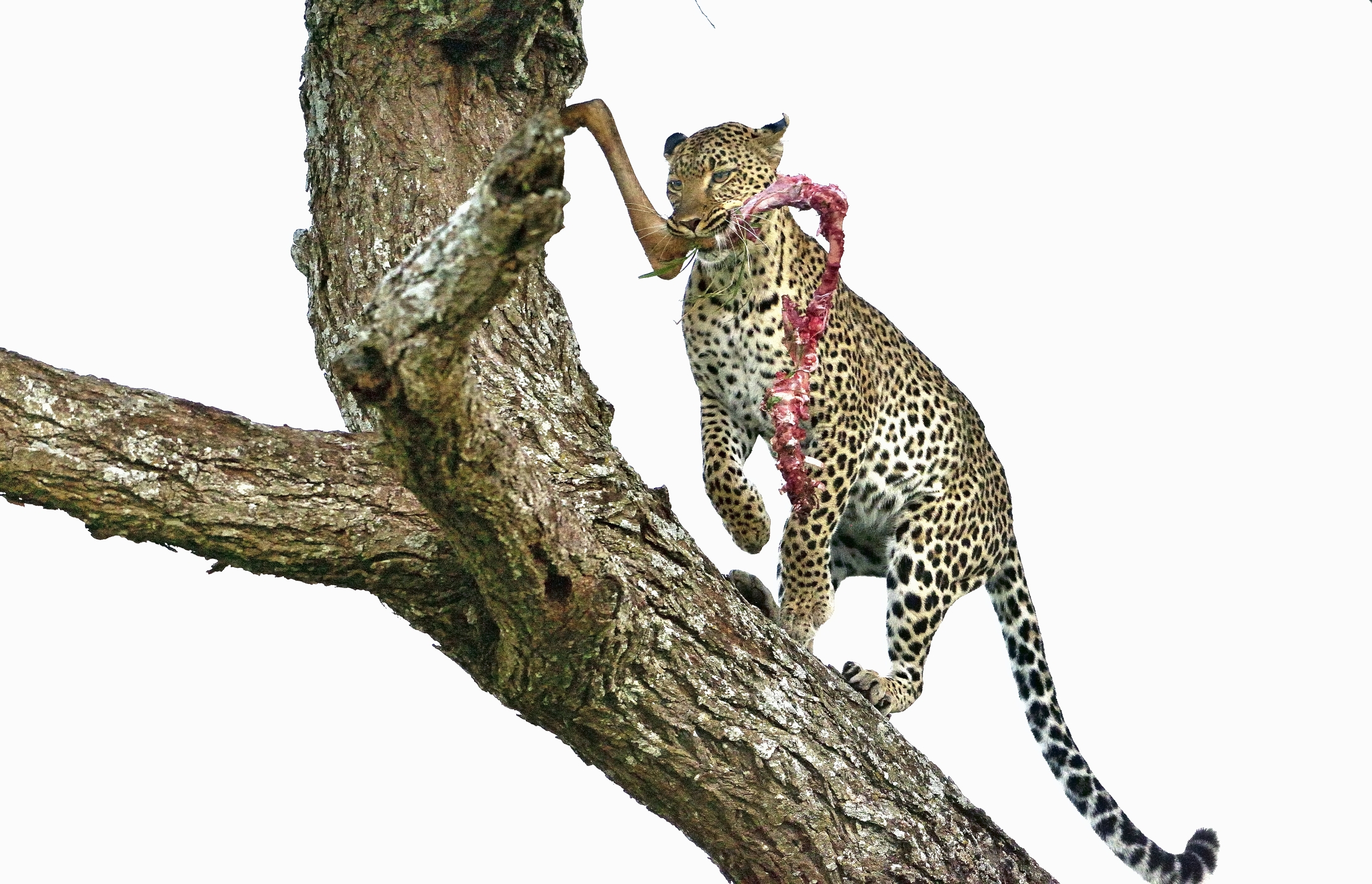 Serengeti - Leopardo con preda