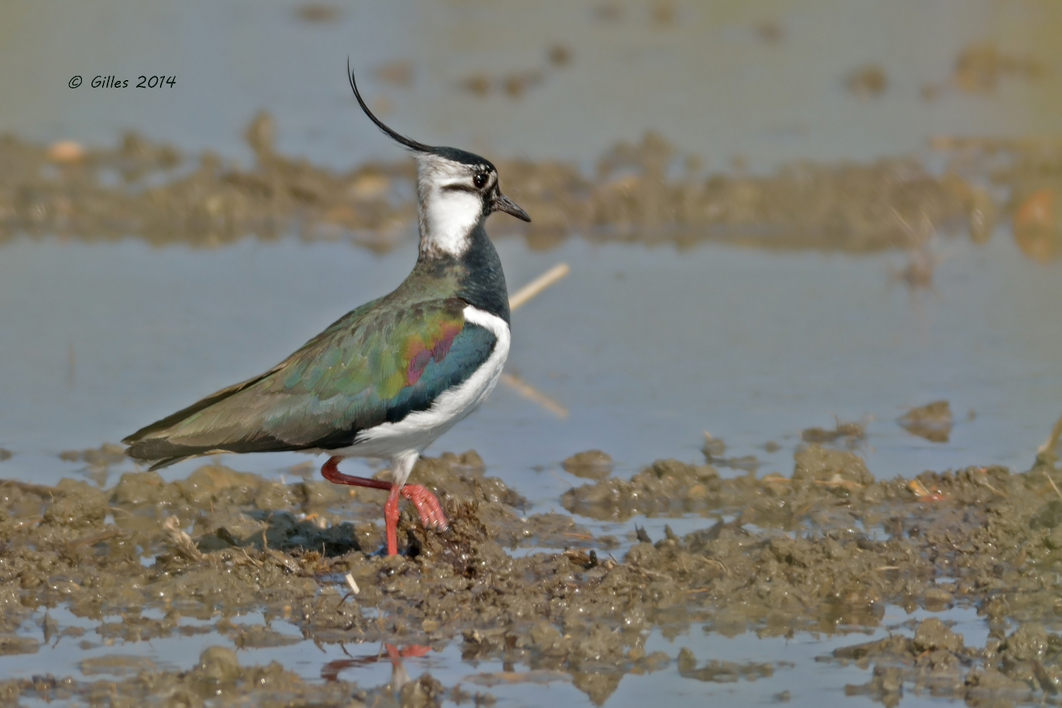 Lapwing (Vanellus Vanellus)