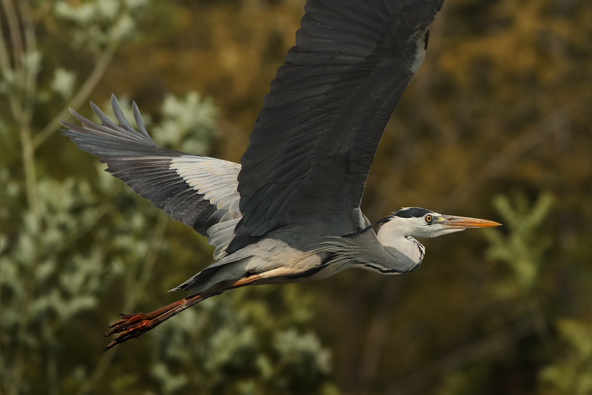 Era meglio un 500mm :-(