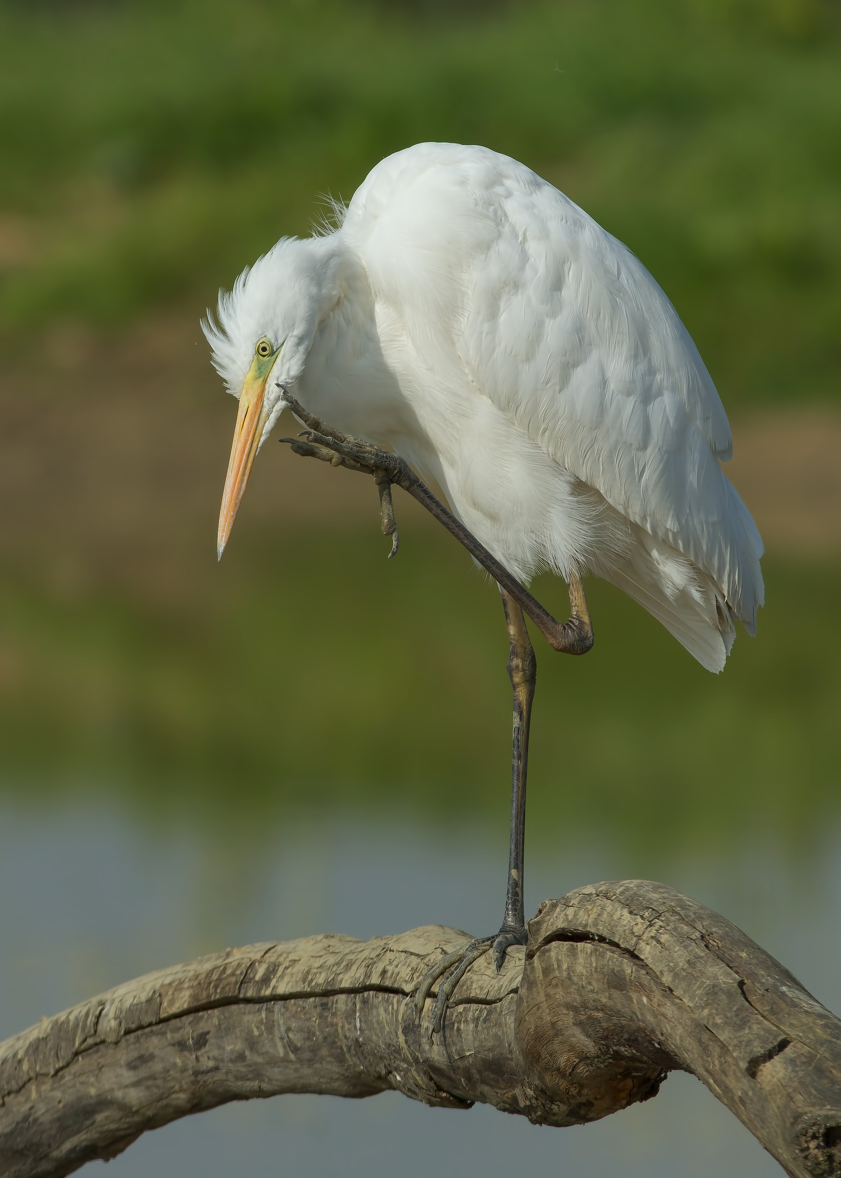 Egret in relaxation