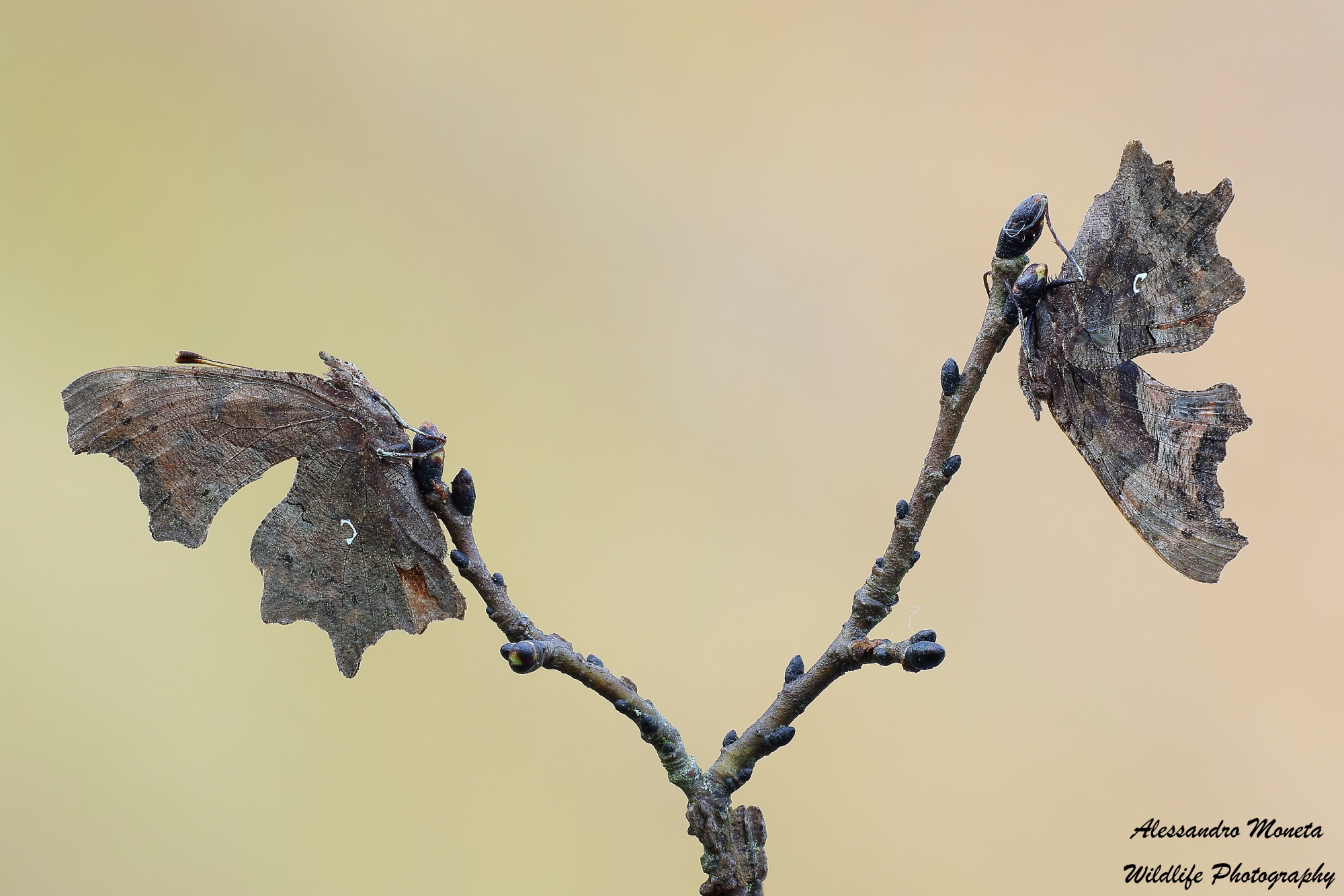 Dried leaves