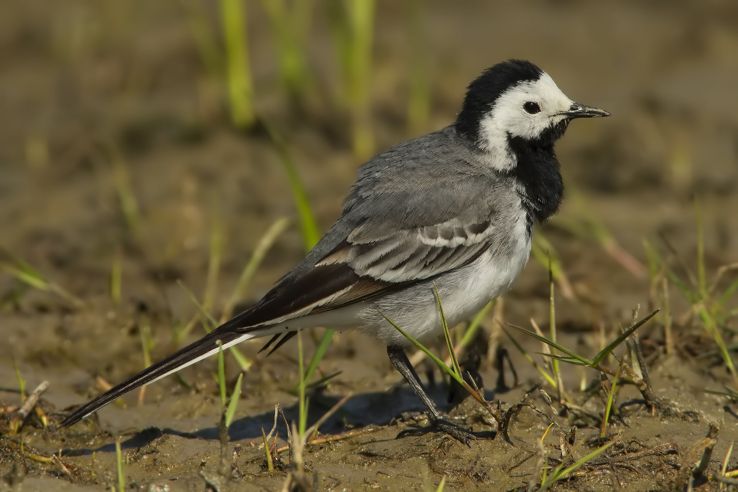 Ballerina bianca (Motacilla alba)
