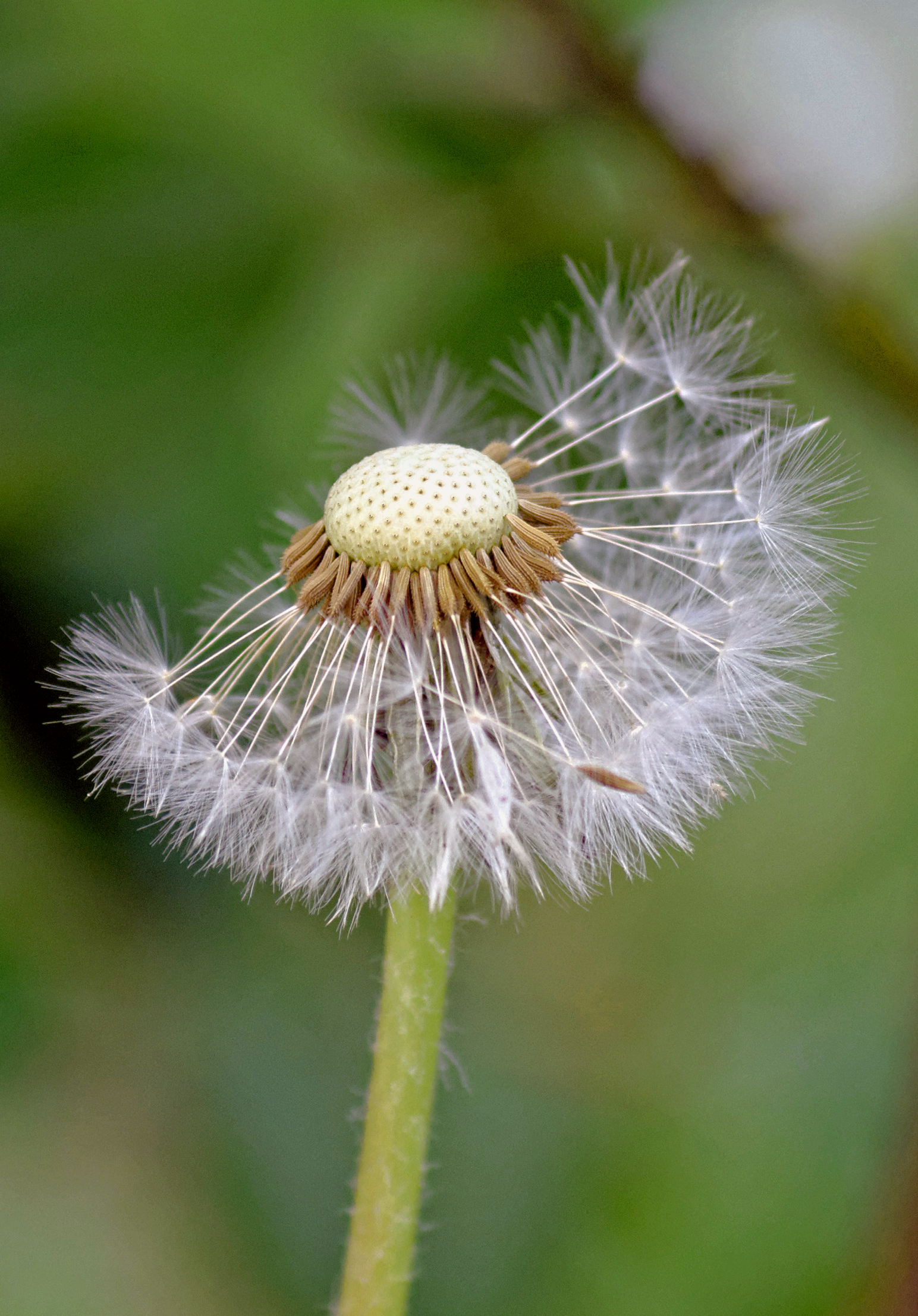 Soffione (Taraxacum officinale - infruttescenza)