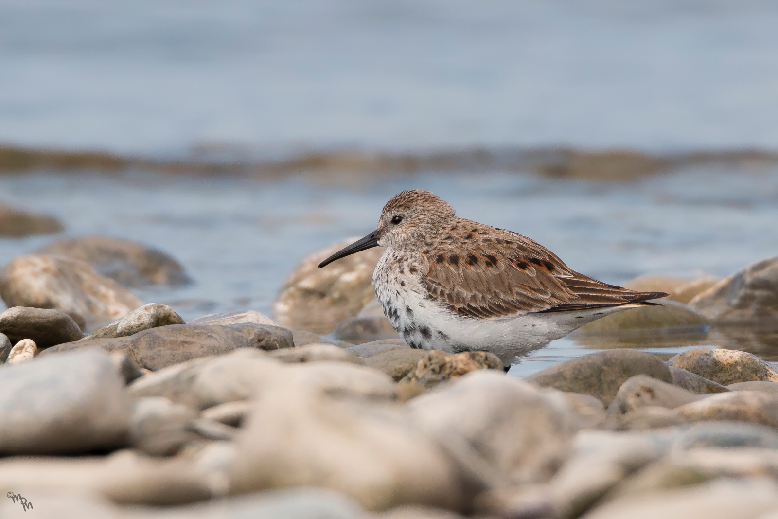 Piovanello Pancianera