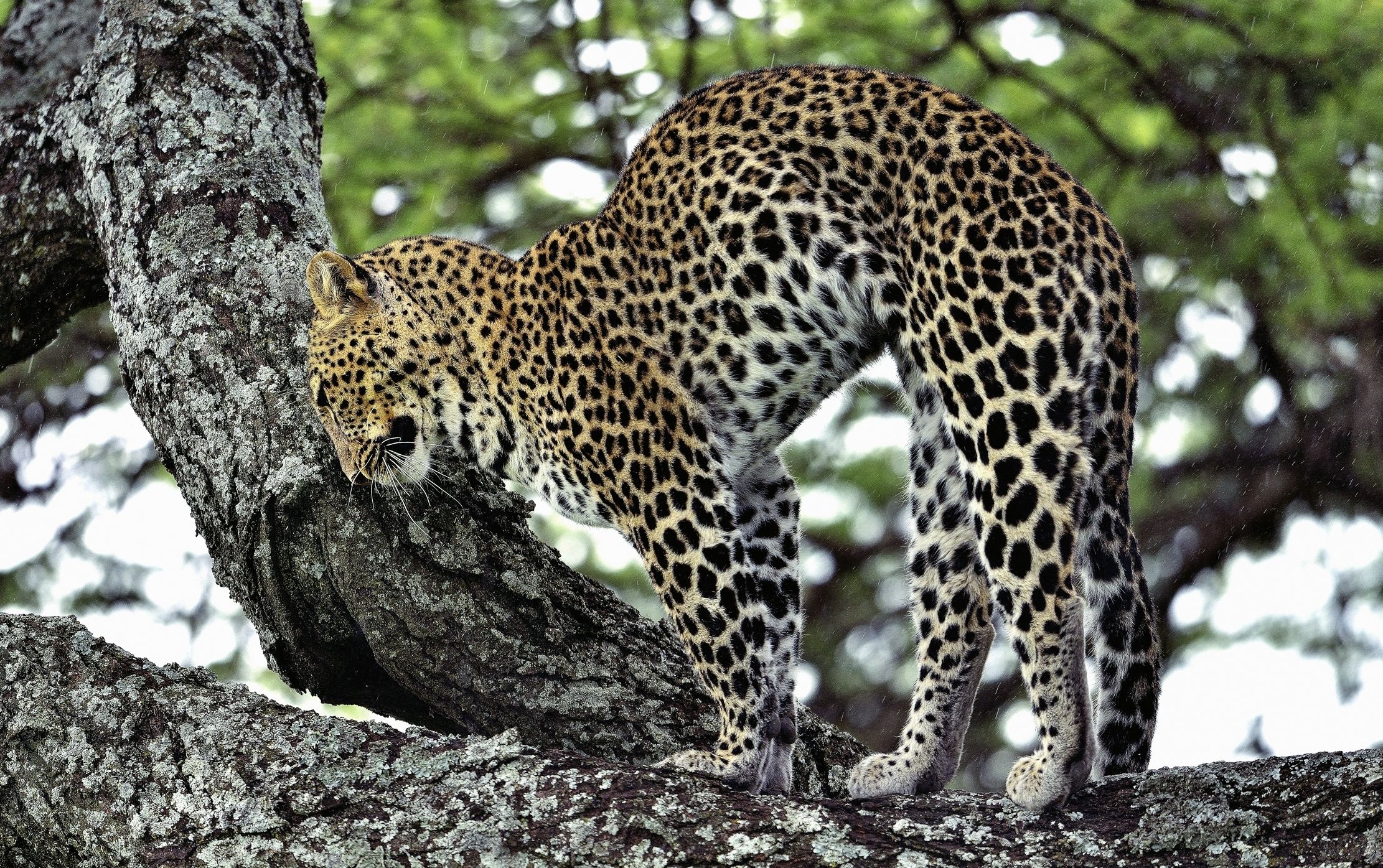 Ngorongoro Conservation Area - Leopardo