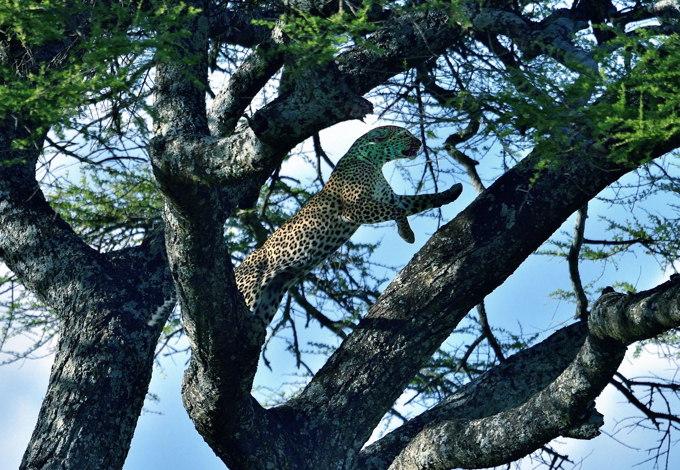 Serengeti - Leopardo