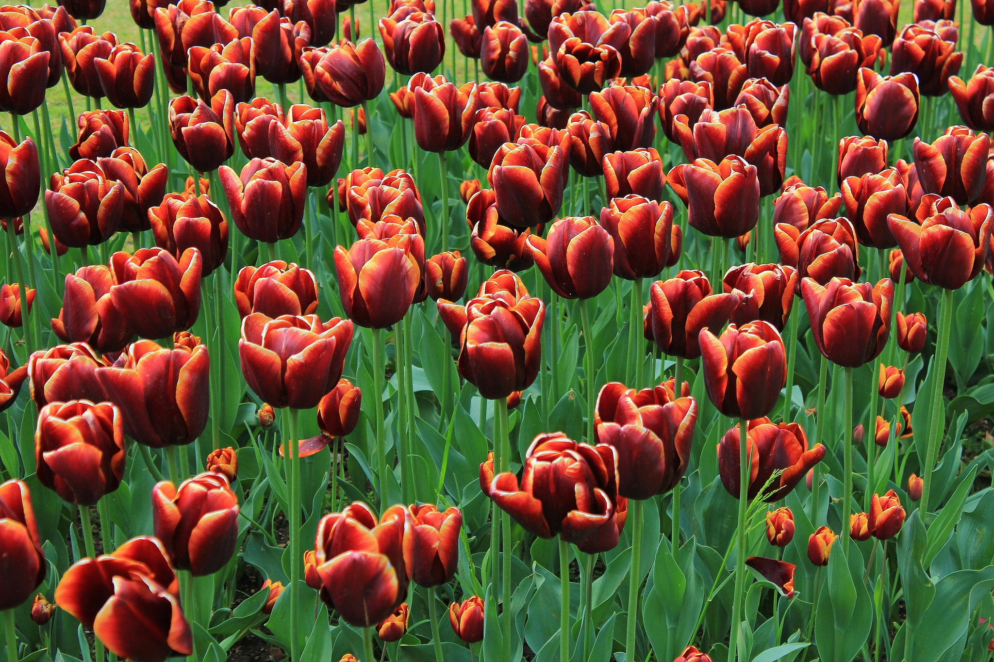 Tulipani