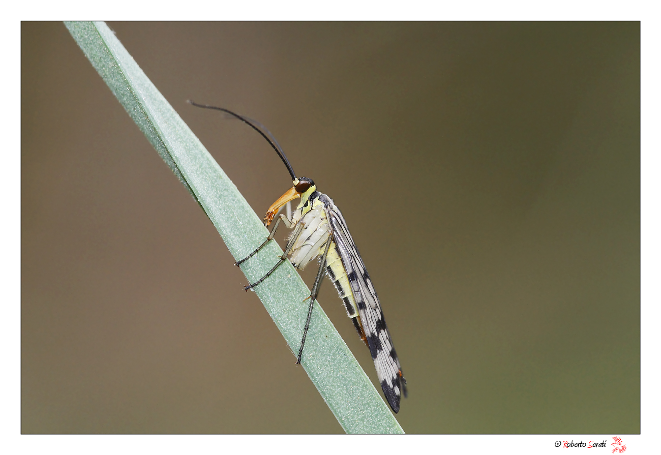 La prima mosca scorpione