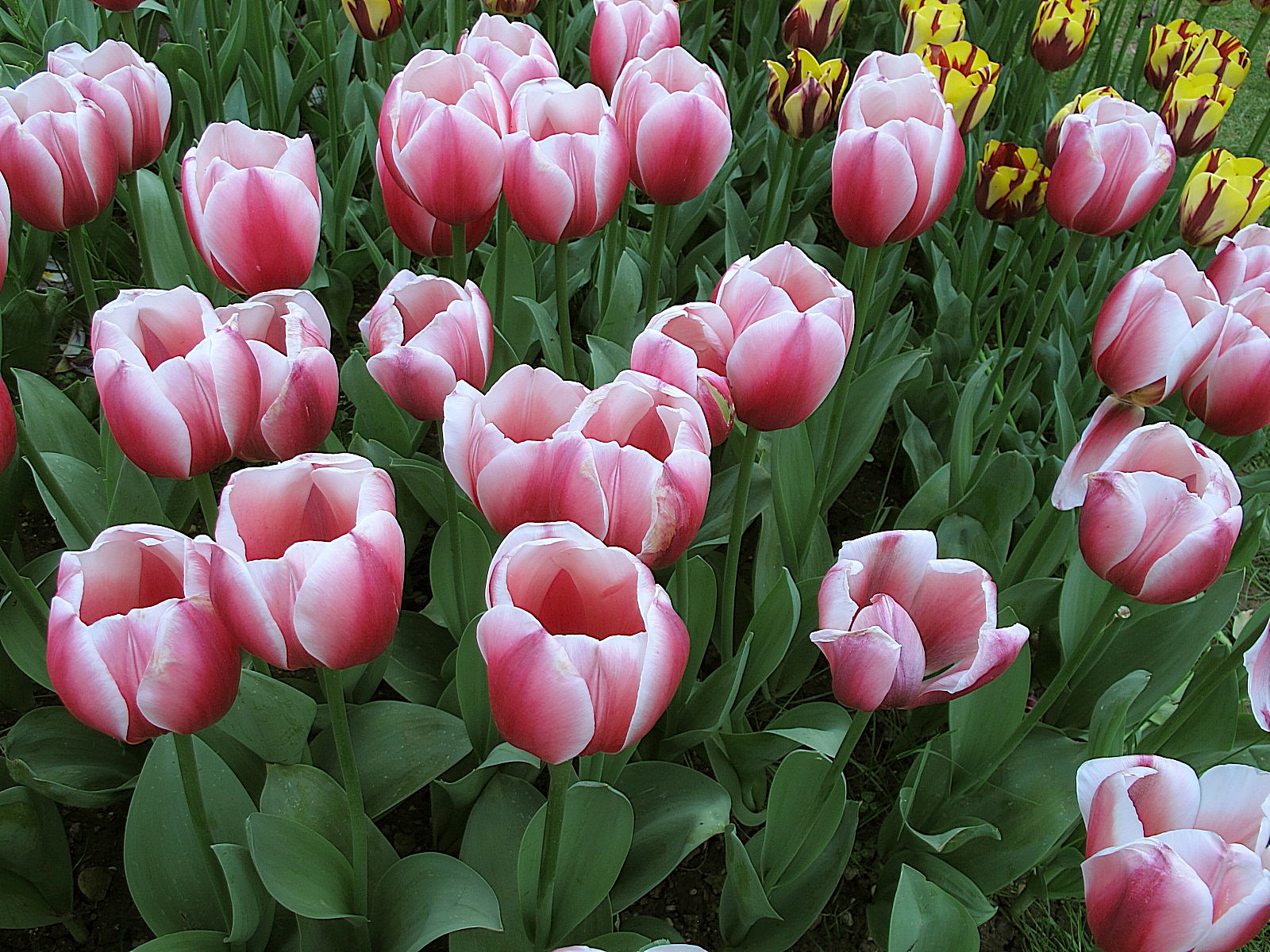 Tulips