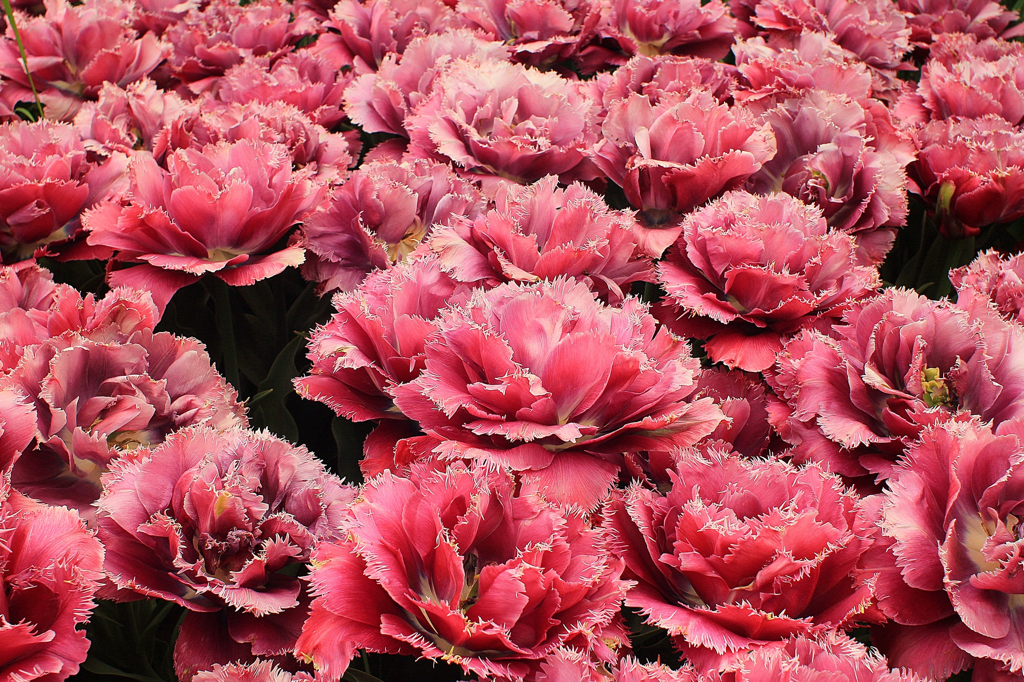 Tulipani.............