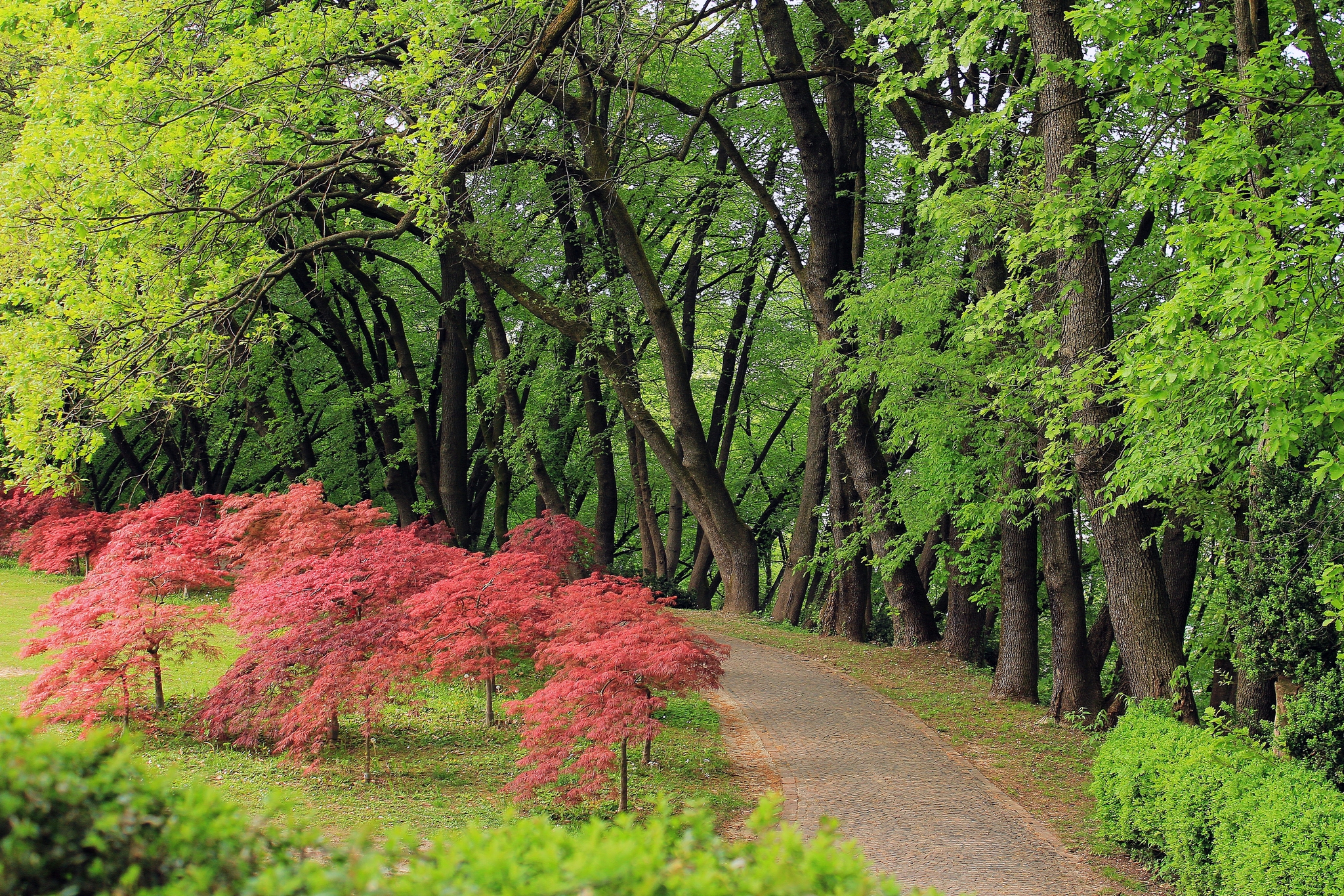 The avenues of the Park
