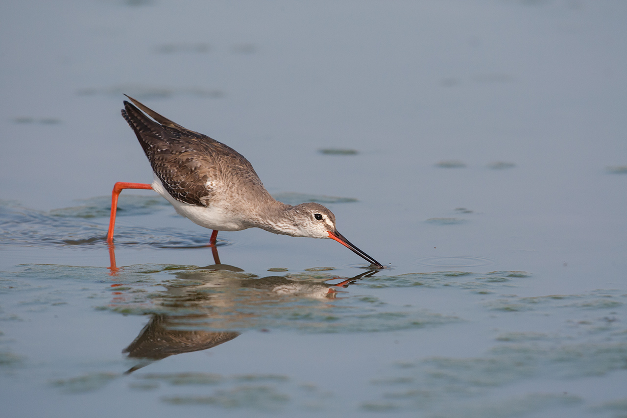 Squid Moro in hunting, Cream (7.1 F? 1/1250? ISO 800