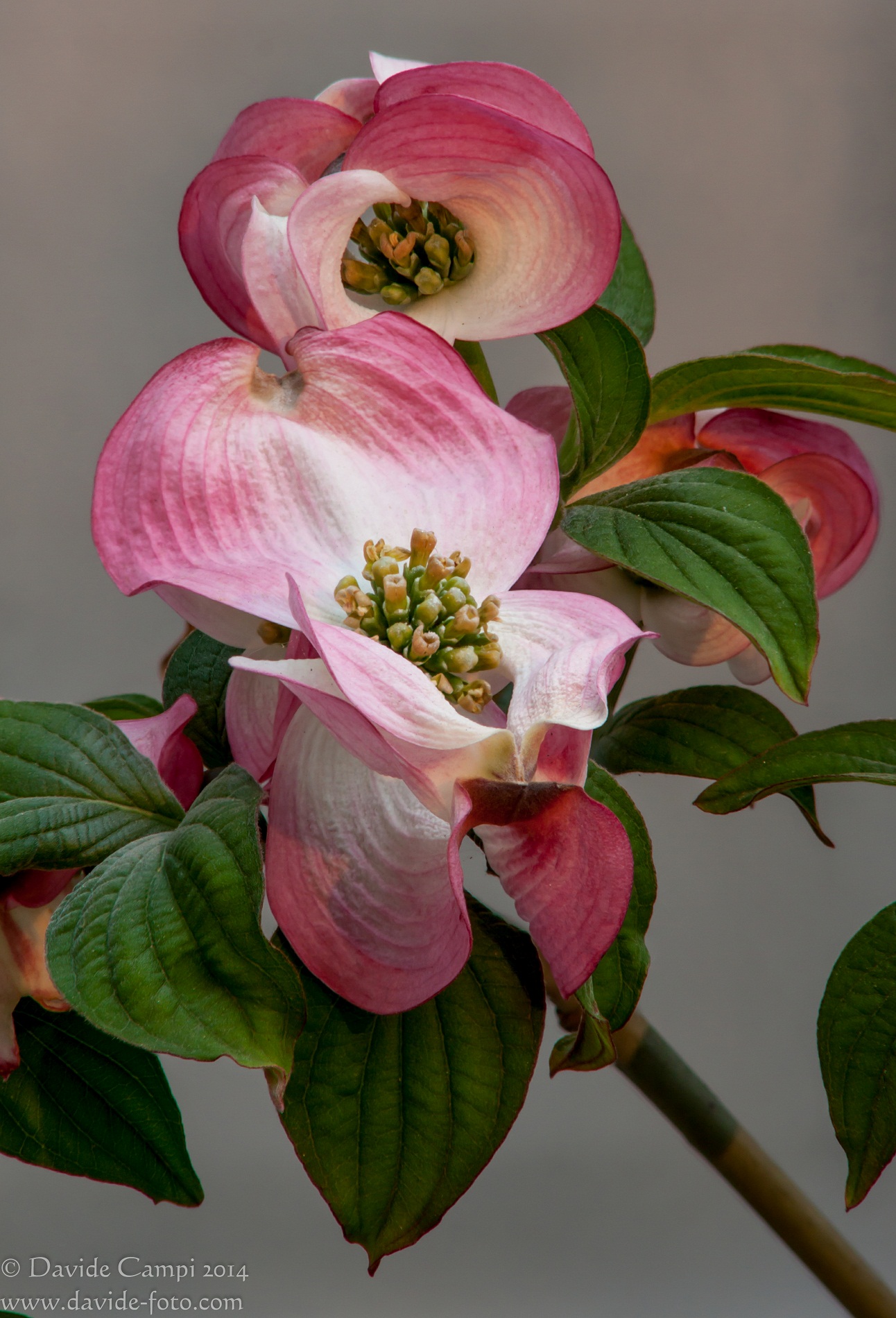 Cornus Florida Rubra