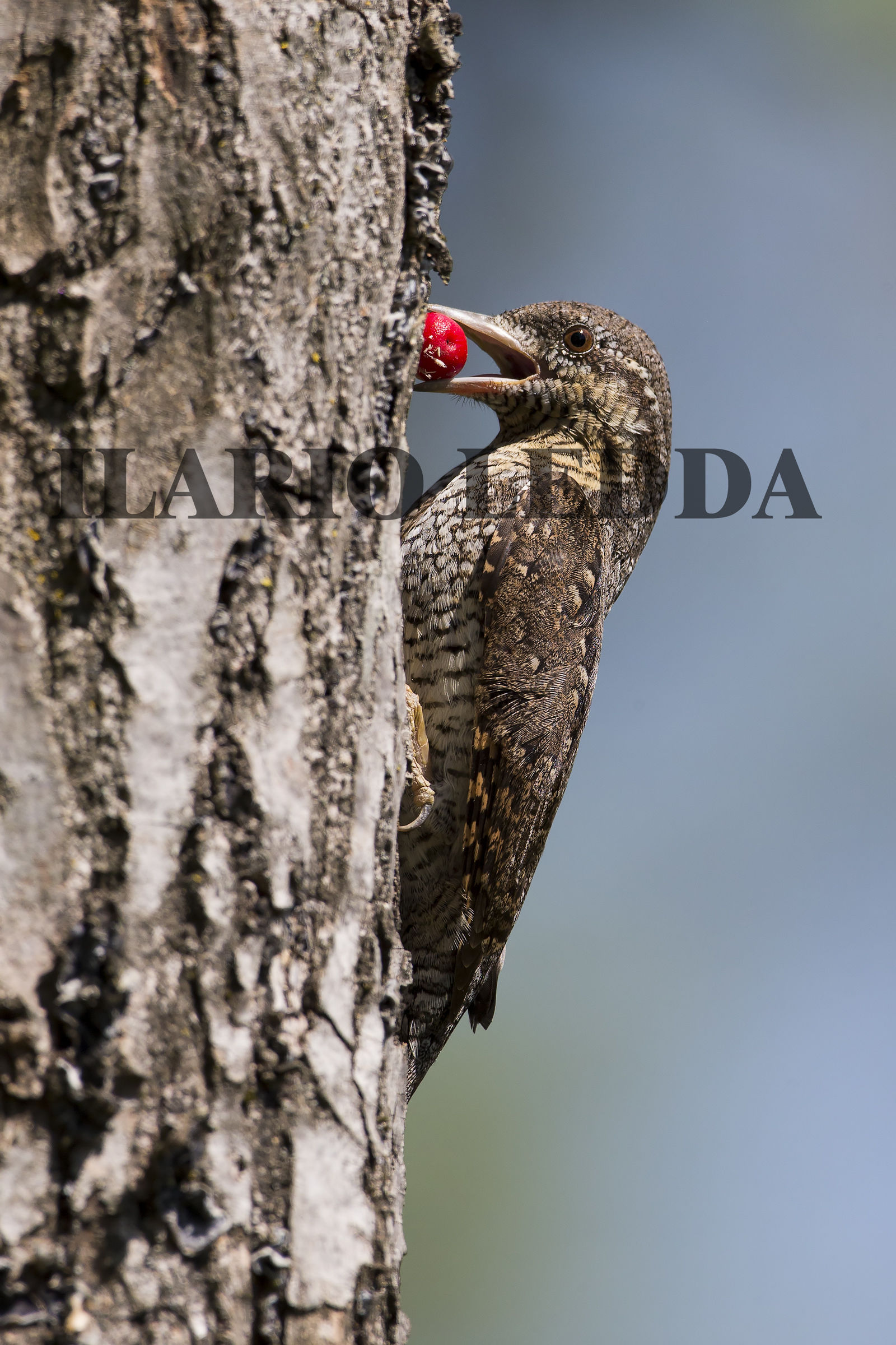 il torcicollo  e la bacca