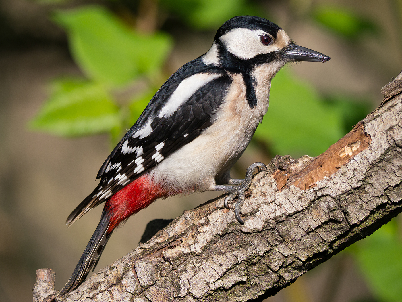 Great Spotted Woodpecker (female)