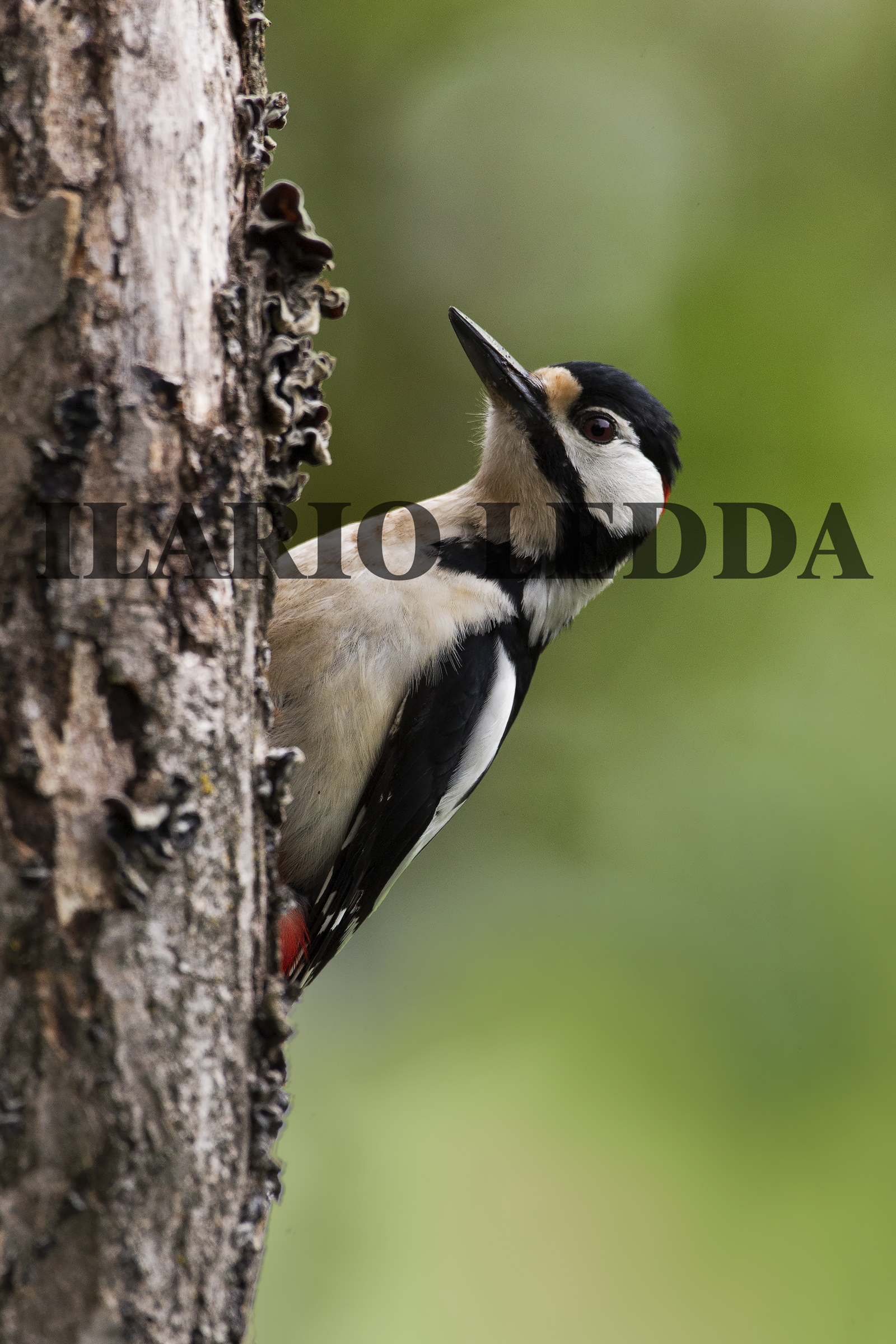 picchio rosso maggiore